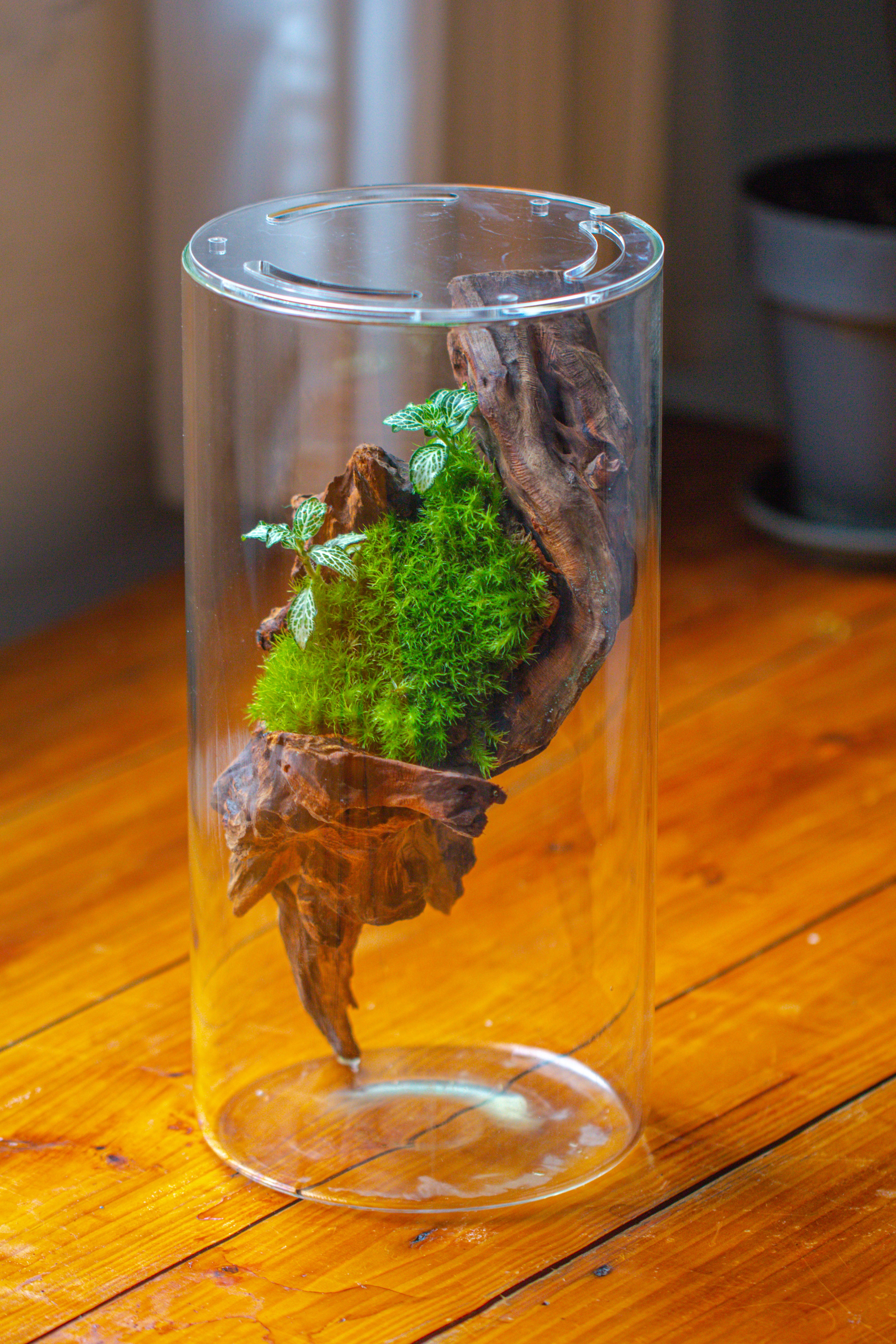 Large Cylinder Terrarium with LED Grow Lamp, Acrylic Lid Set for Bog, Carnivorous plants -15x30cm - NCYPgarden