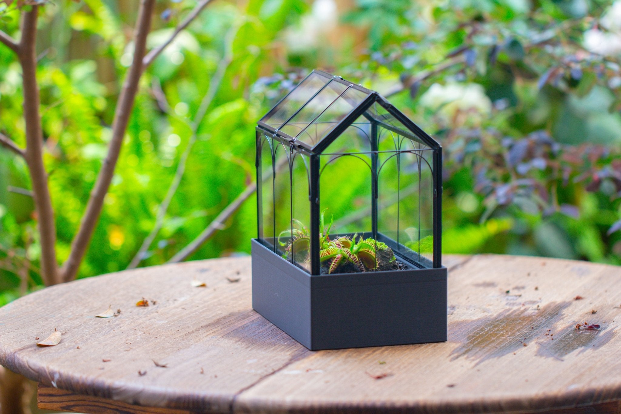 8" Vintage Greenhouse Glass Terrarium with Water - Holding Base and Top Door - NCYPgarden