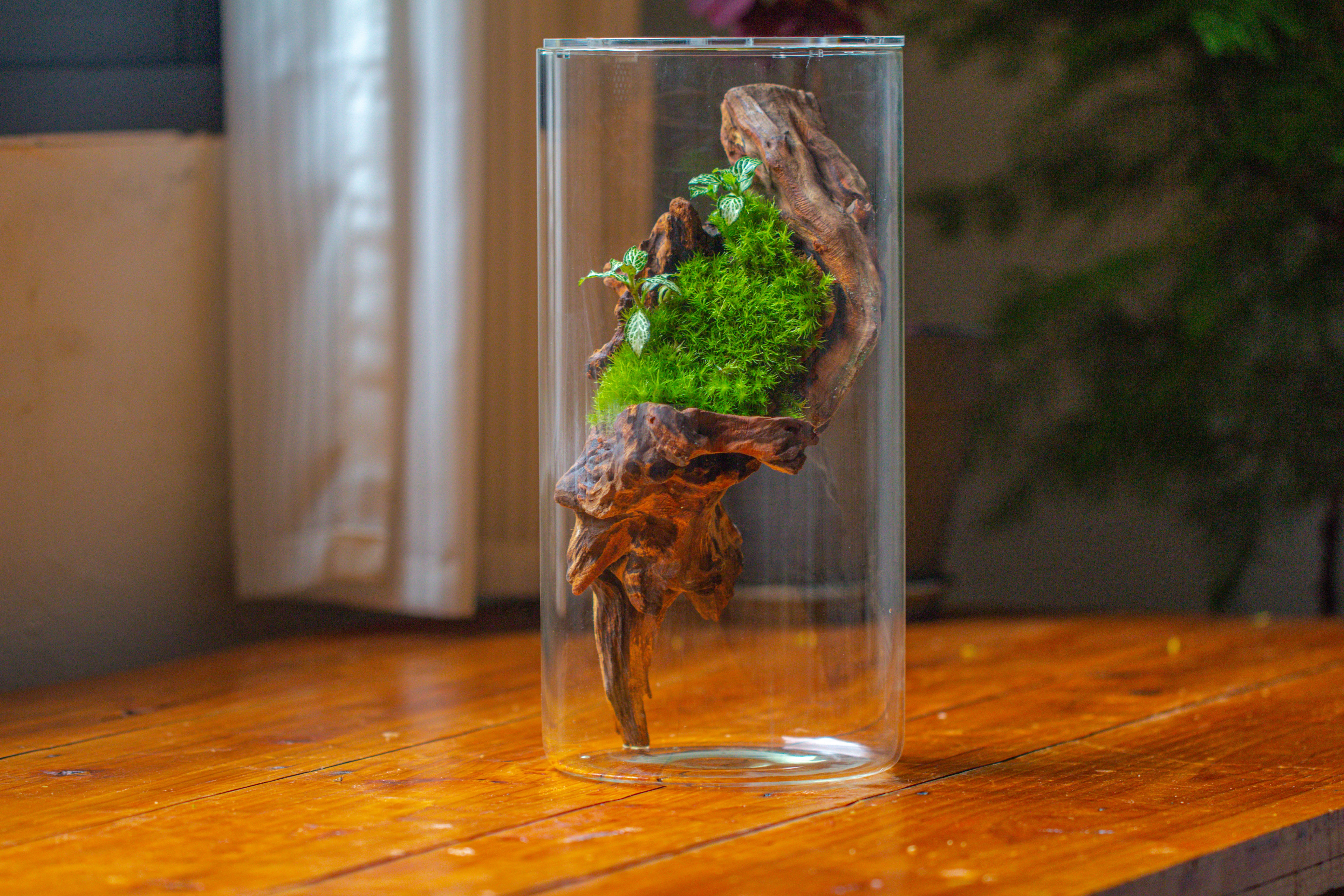 Large Cylinder Terrarium with LED Grow Lamp, Acrylic Lid Set for Bog, Carnivorous plants -15x30cm - NCYPgarden