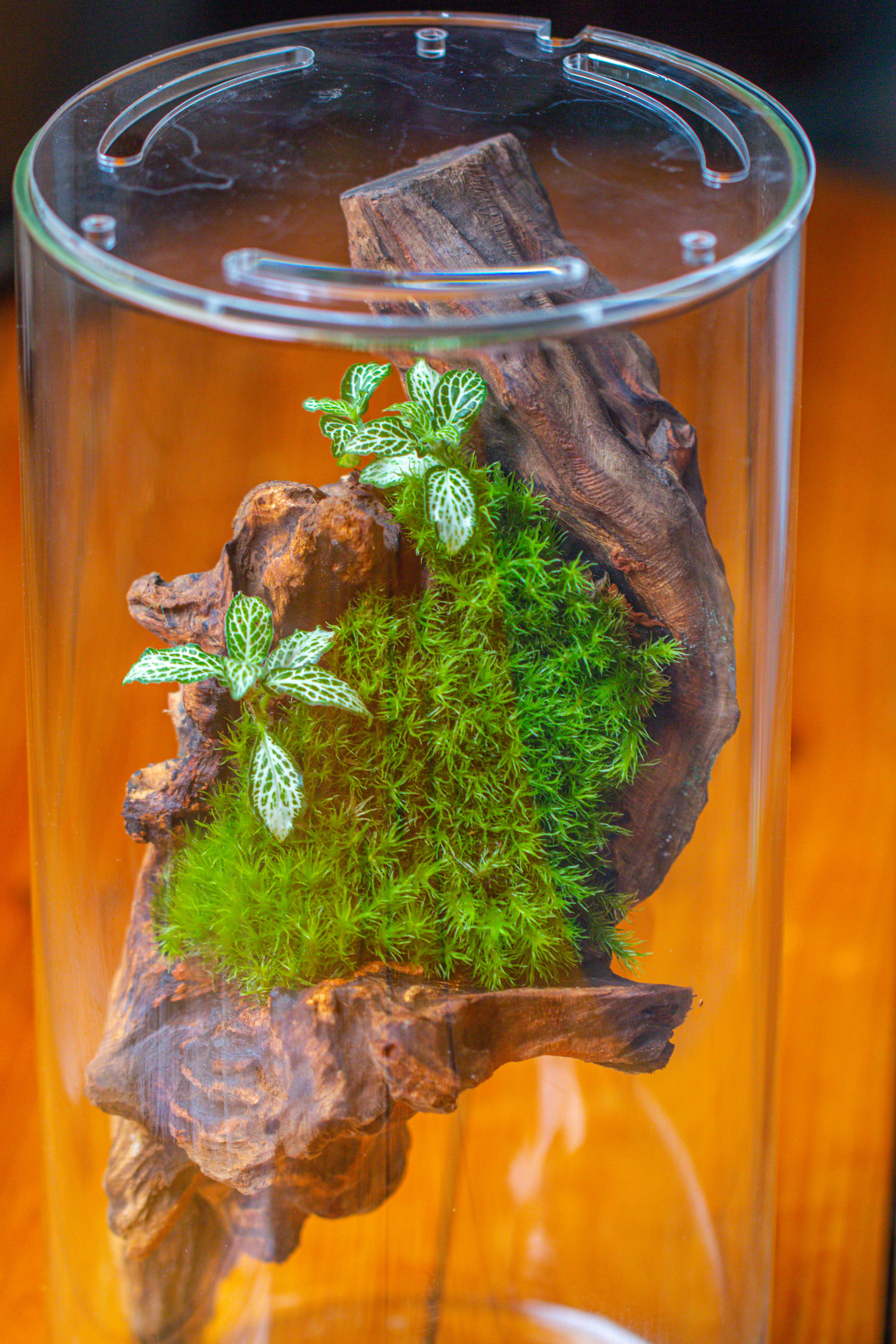 Large Cylinder Terrarium with LED Grow Lamp, Acrylic Lid Set for Bog, Carnivorous plants -15x30cm - NCYPgarden