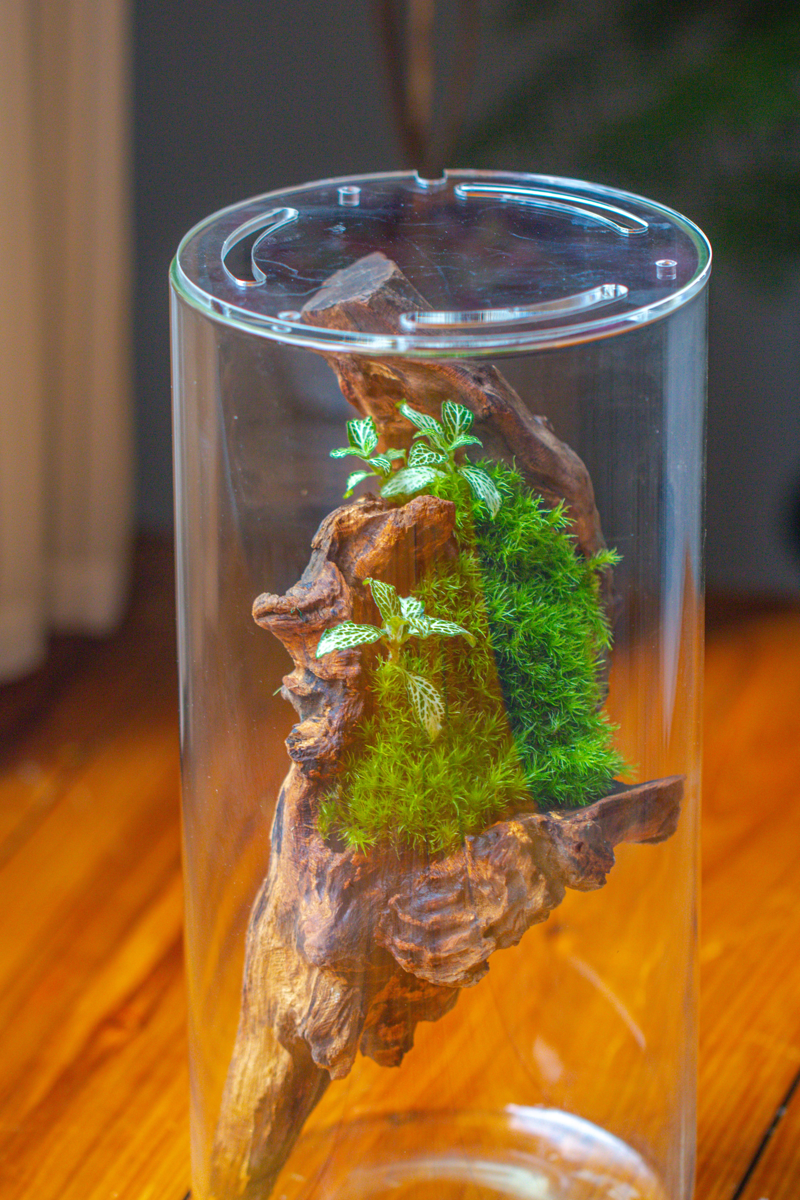 Large Cylinder Terrarium with LED Grow Lamp, Acrylic Lid Set for Bog, Carnivorous plants -15x30cm - NCYPgarden