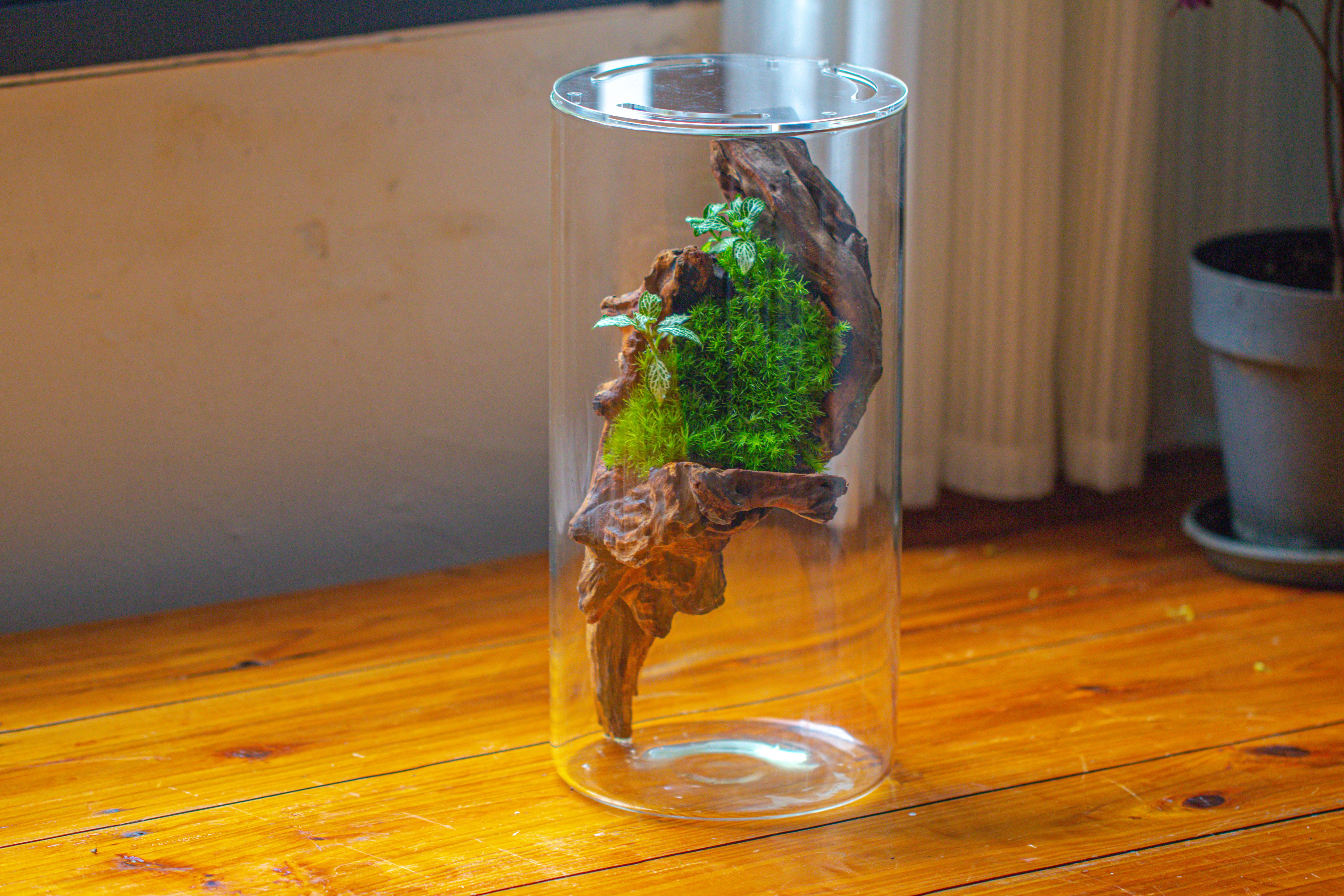 Large Cylinder Terrarium with LED Grow Lamp, Acrylic Lid Set for Bog, Carnivorous plants -15x30cm - NCYPgarden