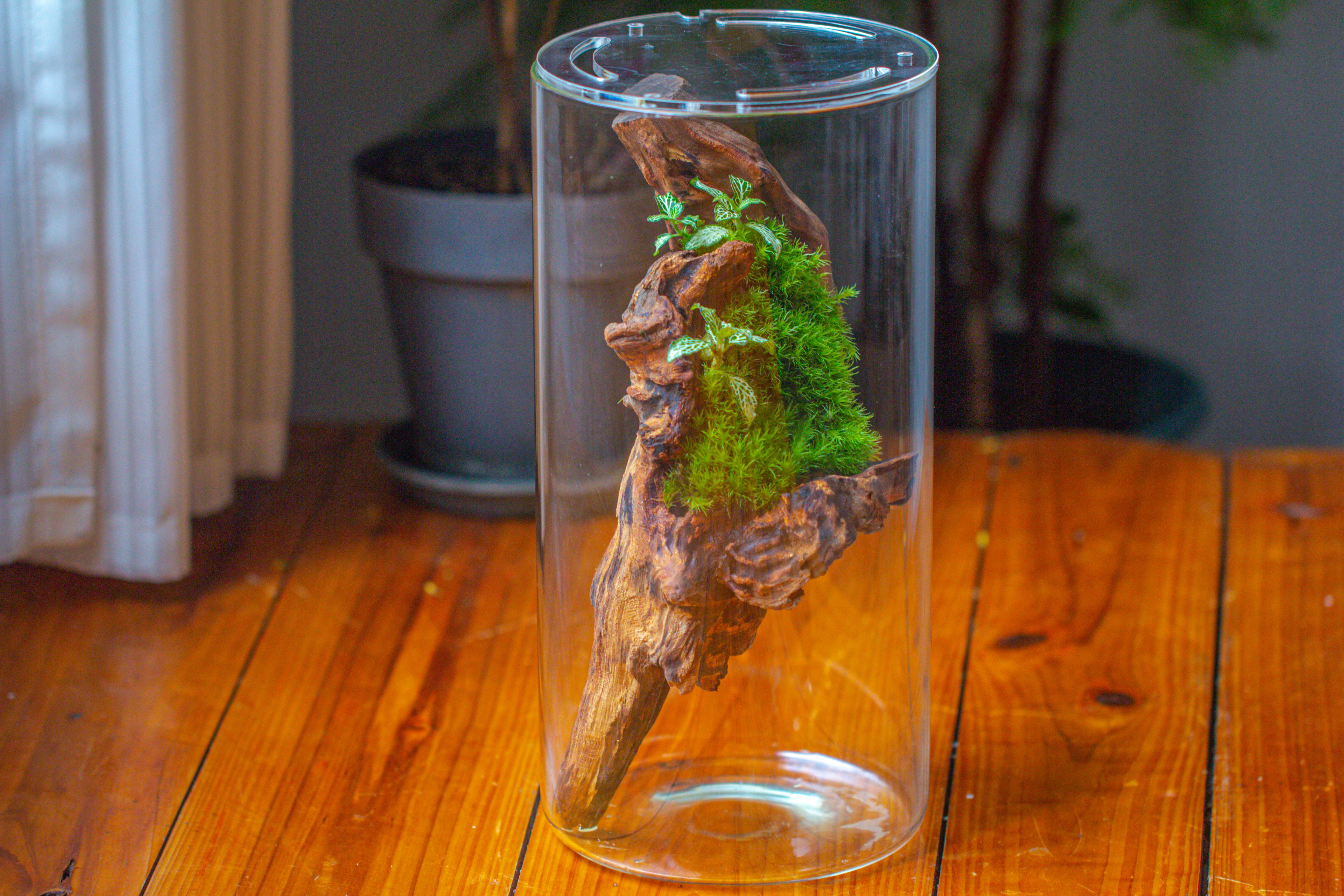 Large Cylinder Terrarium with LED Grow Lamp, Acrylic Lid Set for Bog, Carnivorous plants -15x30cm - NCYPgarden