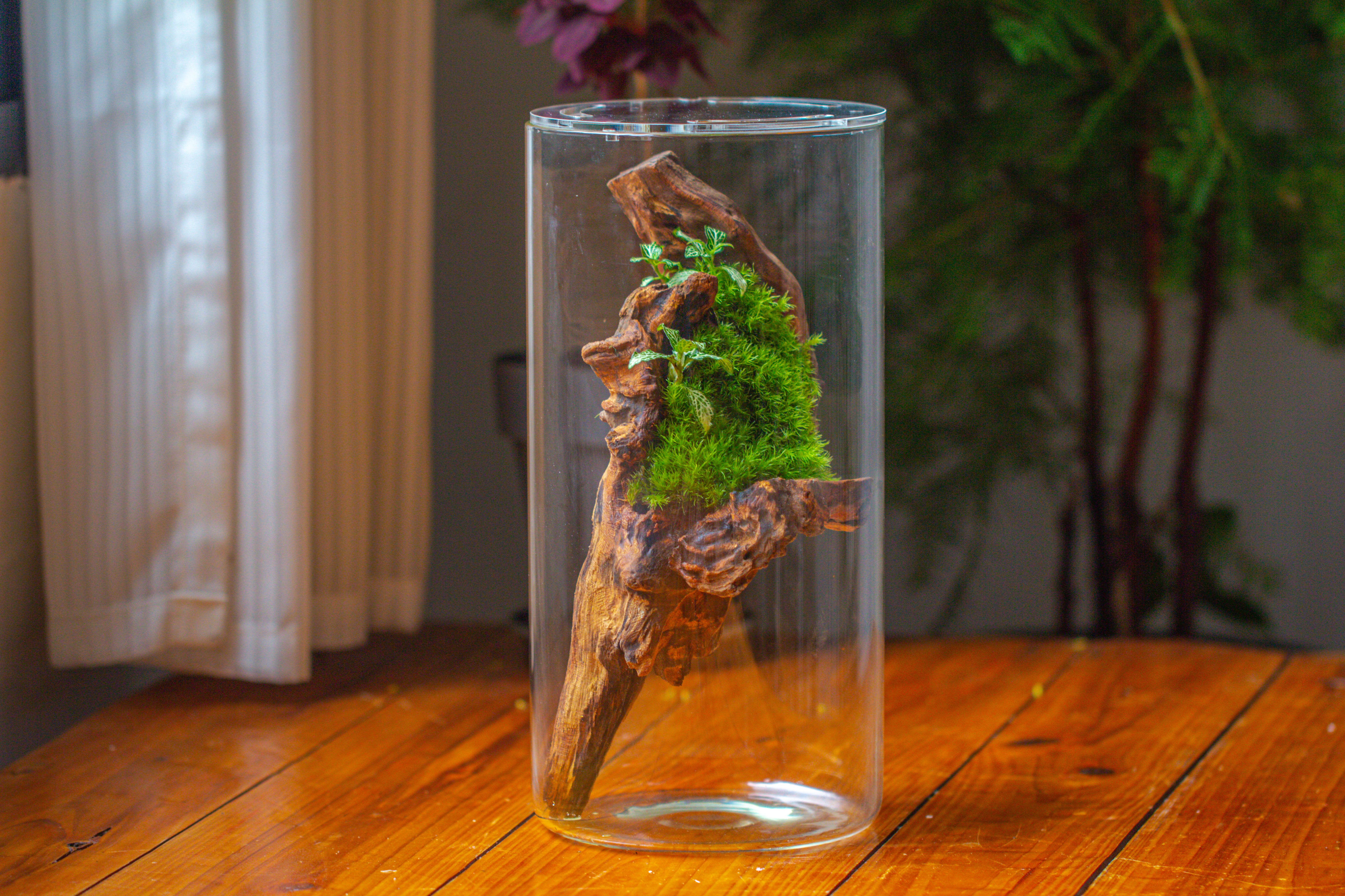 Large Cylinder Terrarium with LED Grow Lamp, Acrylic Lid Set for Bog, Carnivorous plants -15x30cm - NCYPgarden