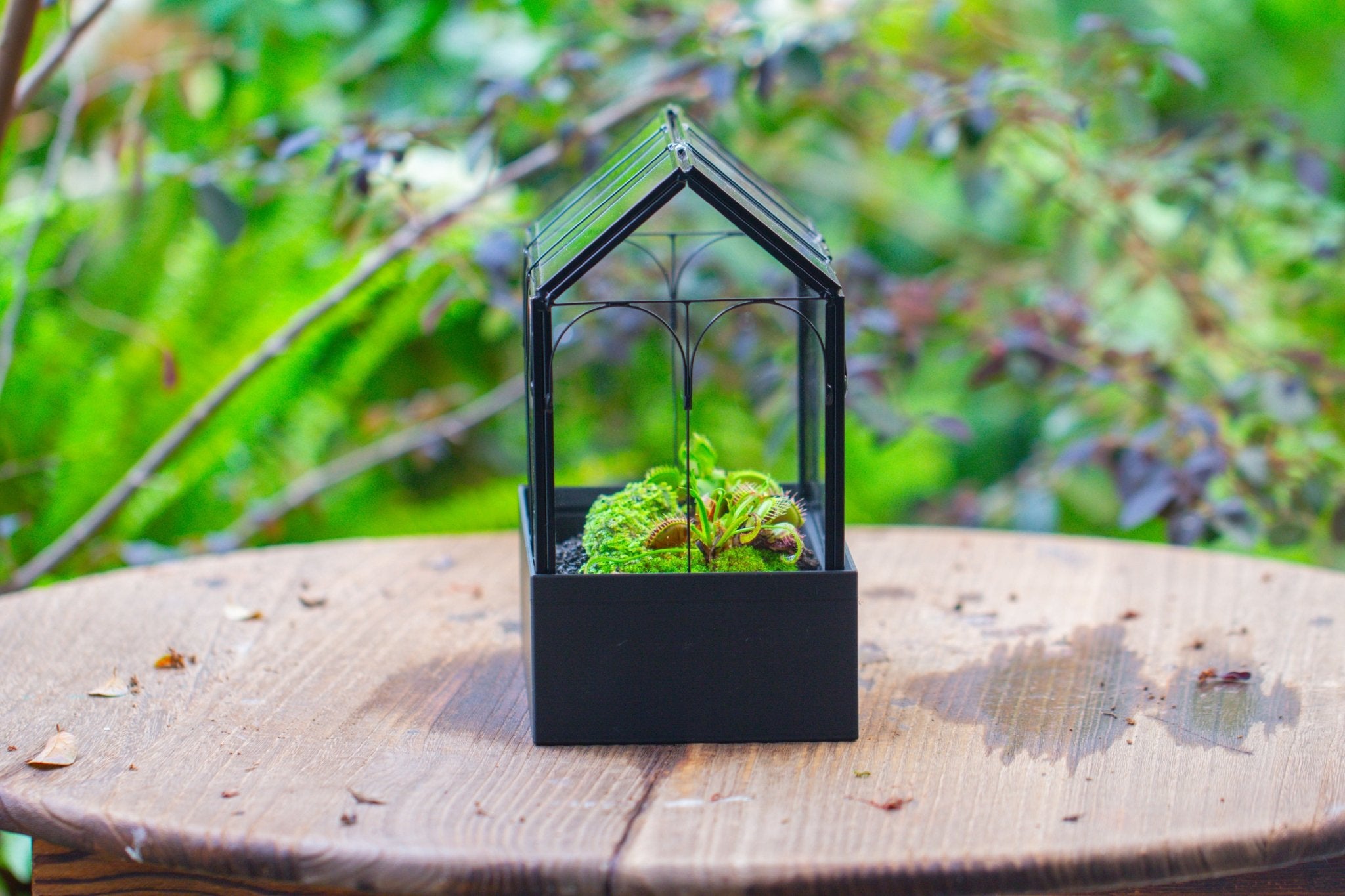 8" Vintage Greenhouse Glass Terrarium with Water - Holding Base and Top Door - NCYPgarden