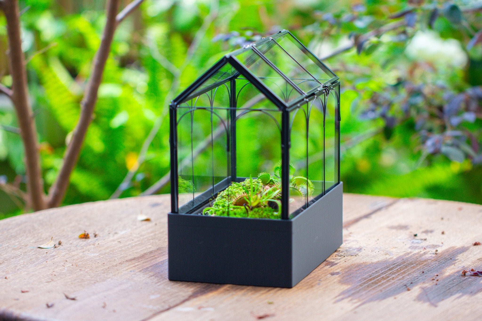 8" Vintage Greenhouse Glass Terrarium with Water - Holding Base and Top Door - NCYPgarden
