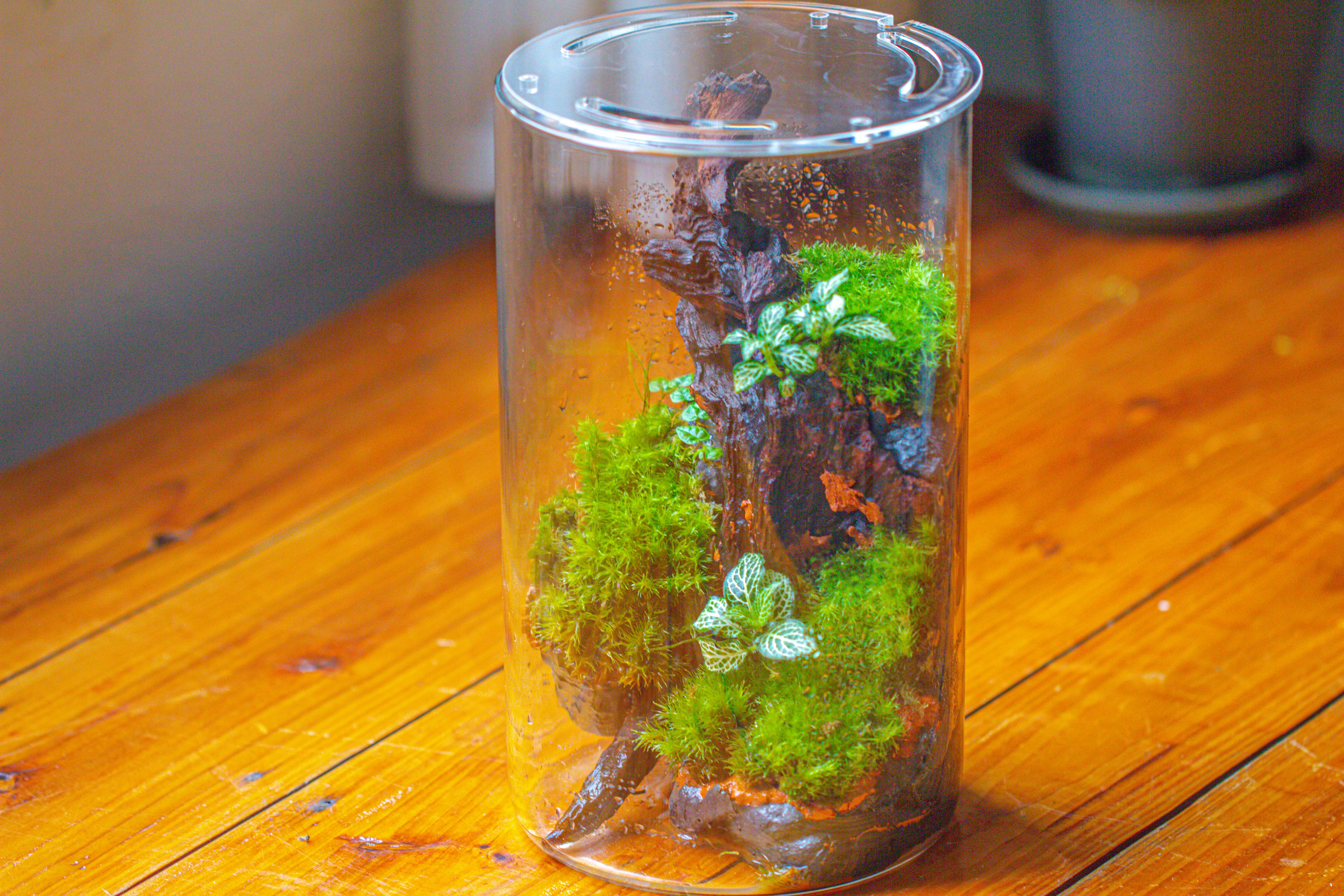 Medium Cylinder Terrarium with LED Grow Lamp, Acrylic Lid Set for Bog, Carnivorous plants -15x25cm - NCYPgarden
