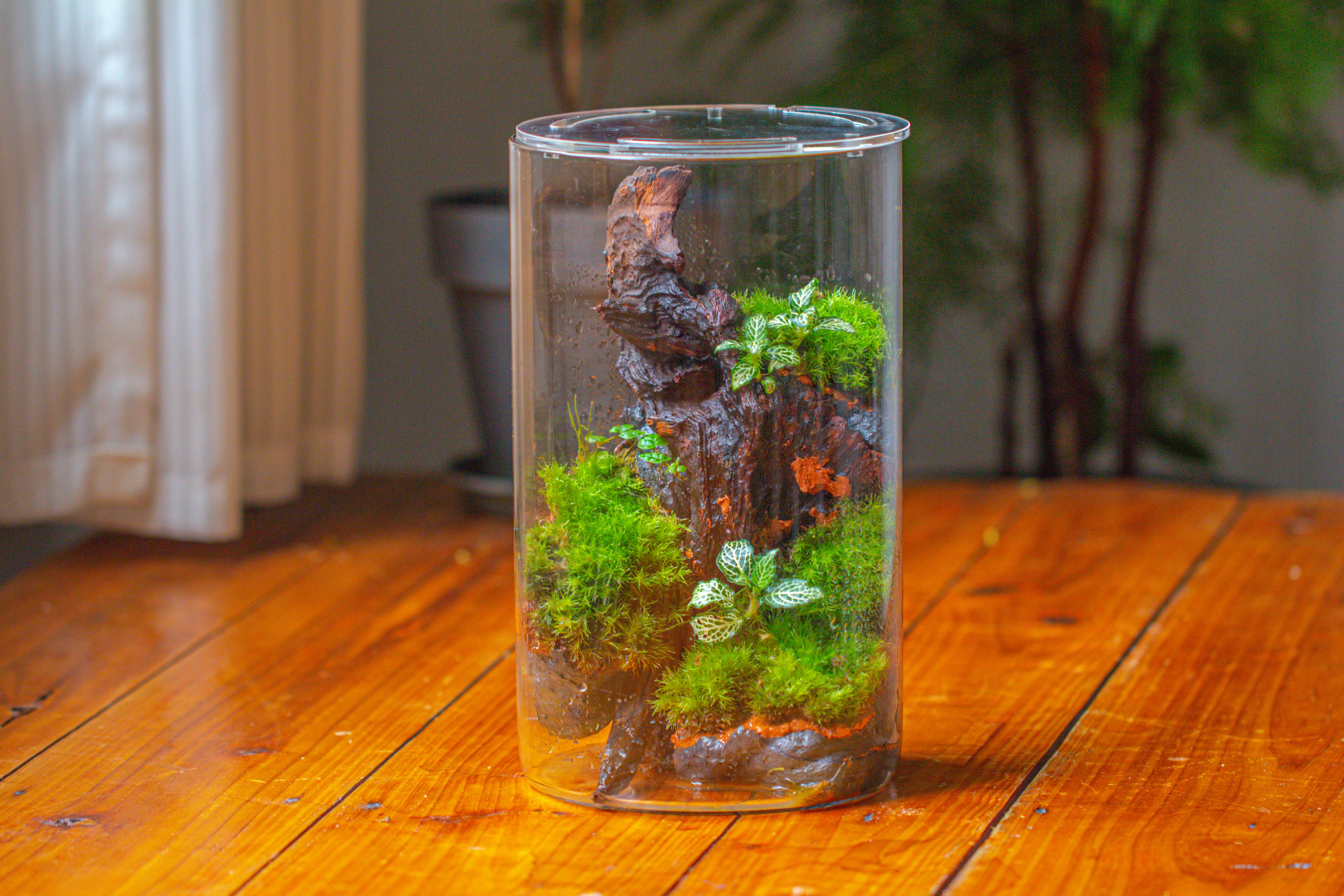 Medium Cylinder Terrarium with LED Grow Lamp, Acrylic Lid Set for Bog, Carnivorous plants -15x25cm - NCYPgarden