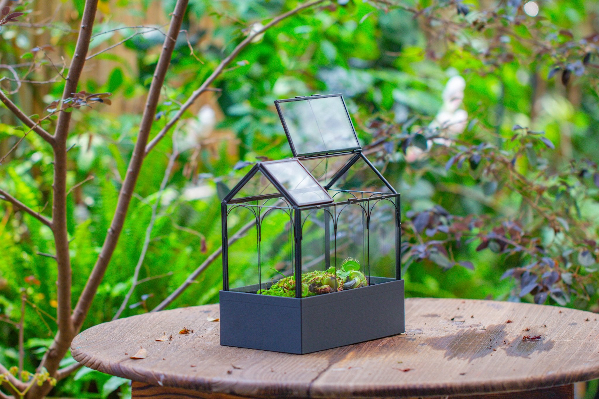 8" Vintage Greenhouse Glass Terrarium with Water - Holding Base and Top Door - NCYPgarden