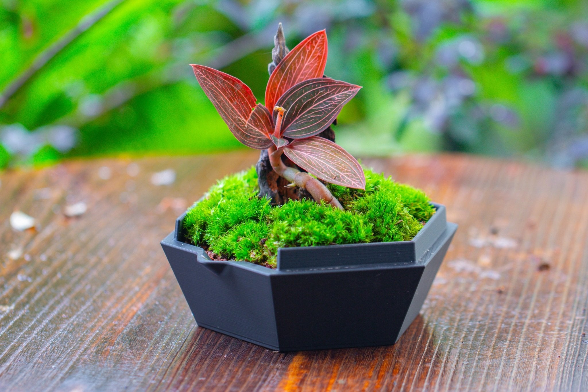 Self - Contained Close Geometric GlassTerrarium with top vent with Waterproof Base, for Moss, Sundew and Venus Flytrap - NCYPgarden