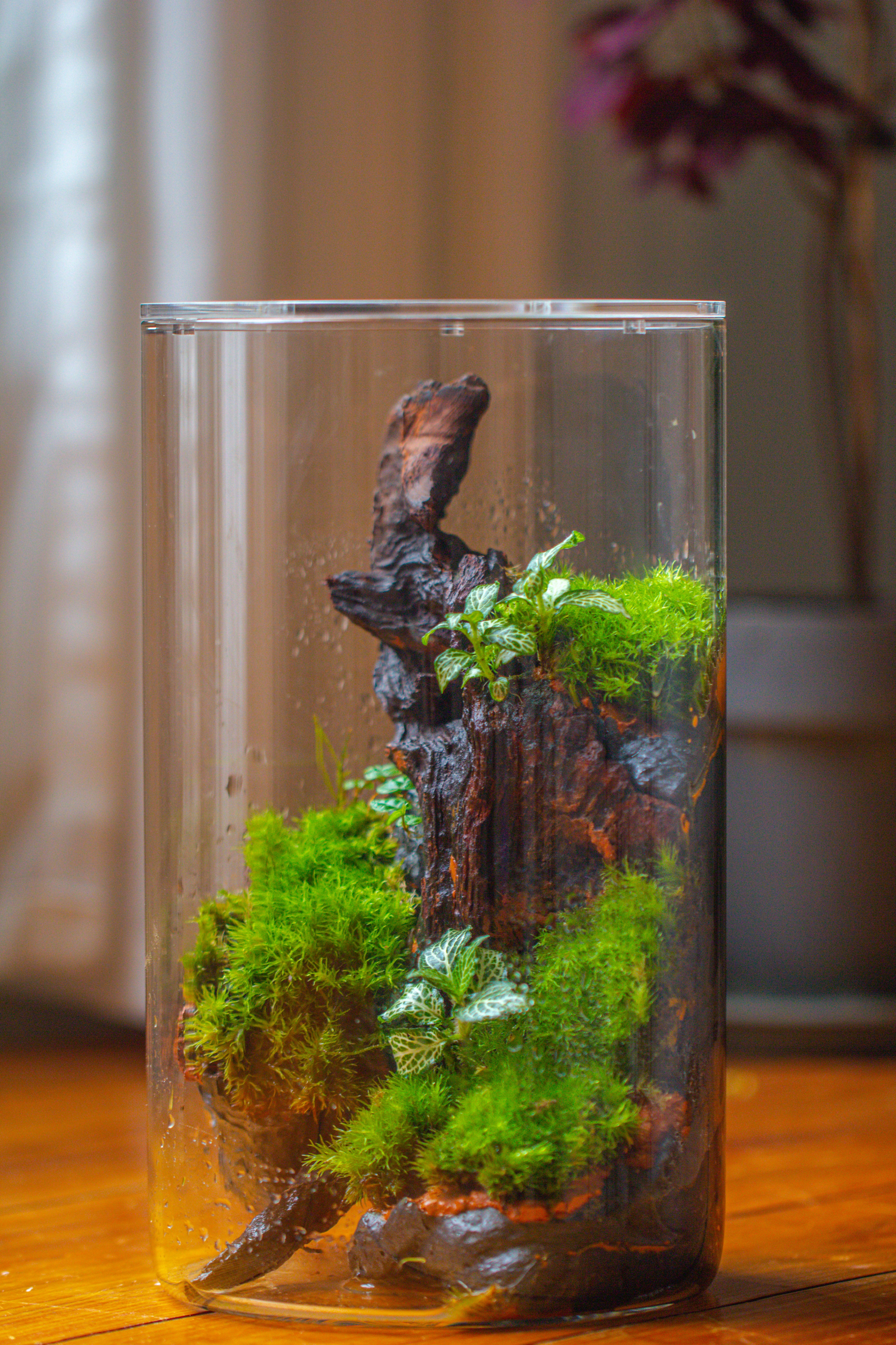 Medium Cylinder Terrarium with LED Grow Lamp, Acrylic Lid Set for Bog, Carnivorous plants -15x25cm - NCYPgarden