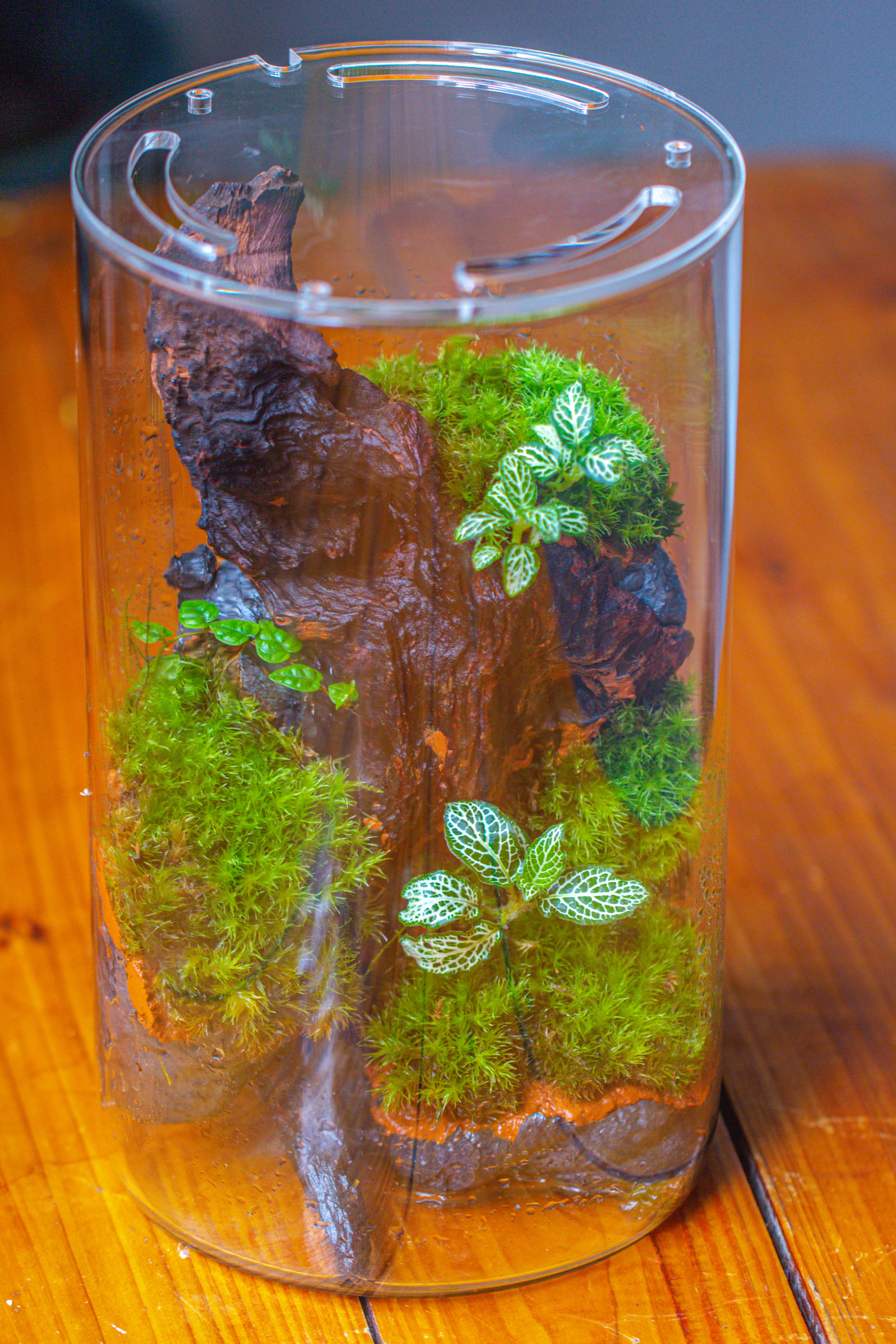 Medium Cylinder Terrarium with LED Grow Lamp, Acrylic Lid Set for Bog, Carnivorous plants -15x25cm - NCYPgarden