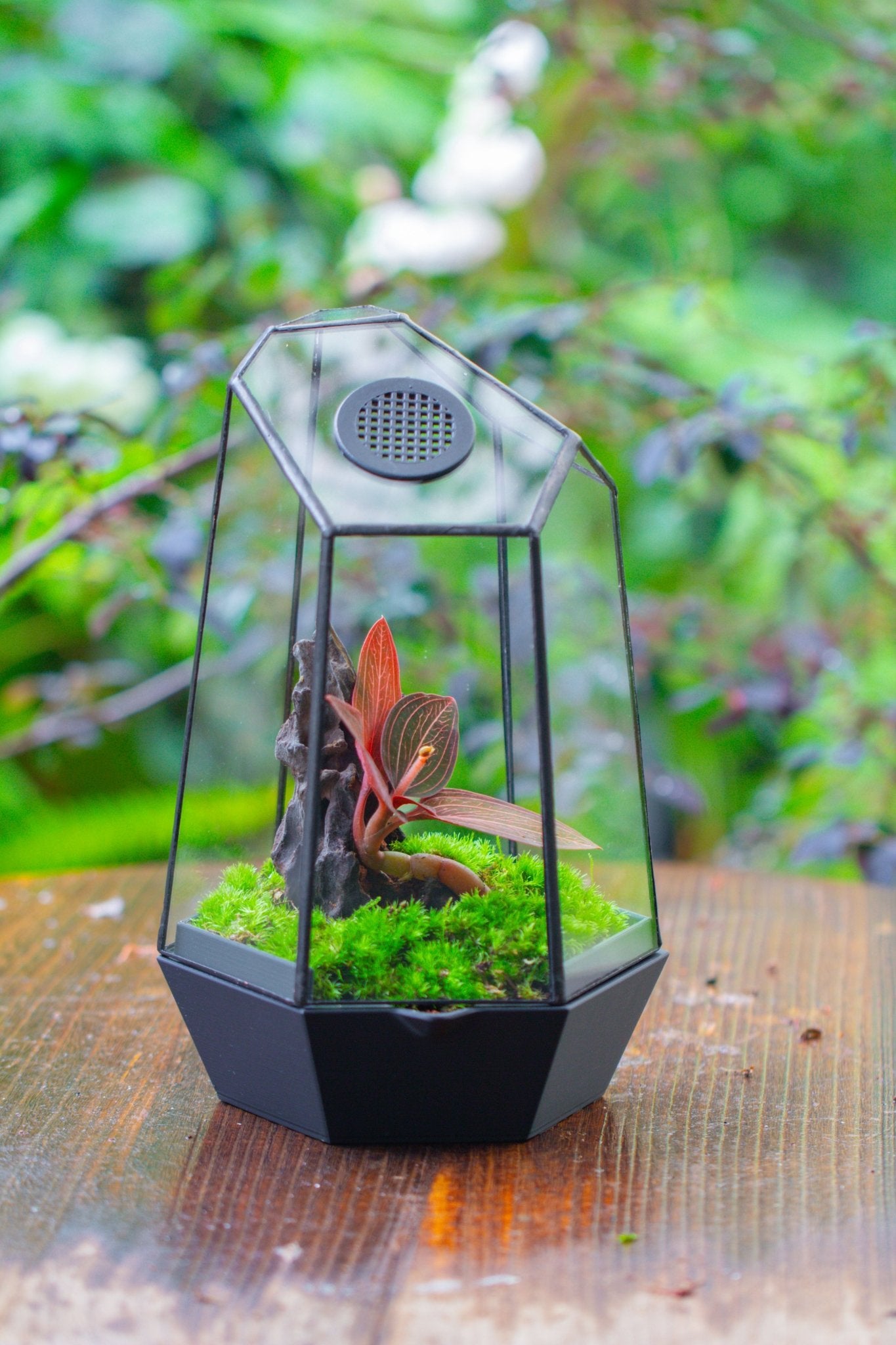 Self - Contained Close Geometric GlassTerrarium with top vent with Waterproof Base, for Moss, Sundew and Venus Flytrap - NCYPgarden