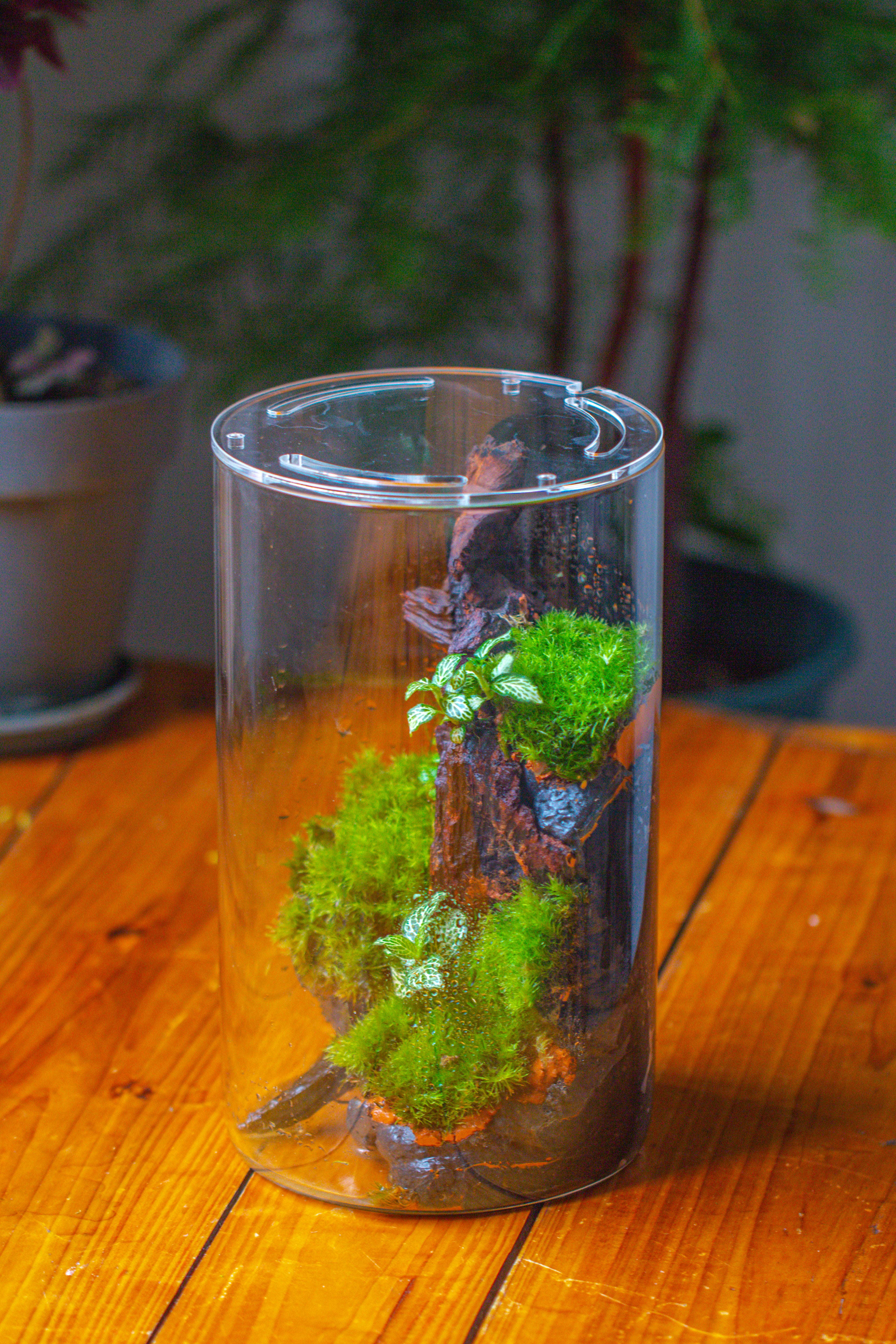 Medium Cylinder Terrarium with LED Grow Lamp, Acrylic Lid Set for Bog, Carnivorous plants -15x25cm - NCYPgarden