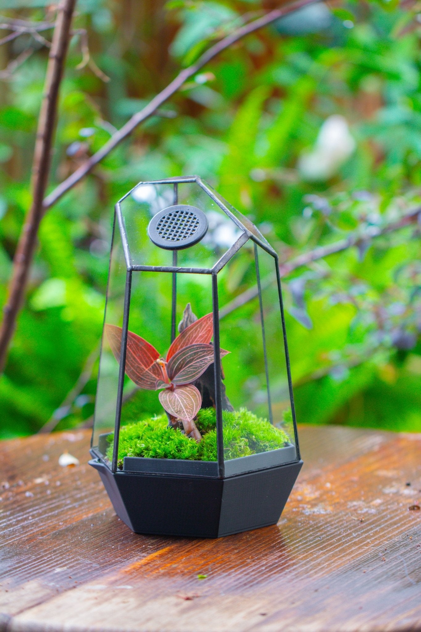 Self - Contained Close Geometric GlassTerrarium with top vent with Waterproof Base, for Moss, Sundew and Venus Flytrap - NCYPgarden