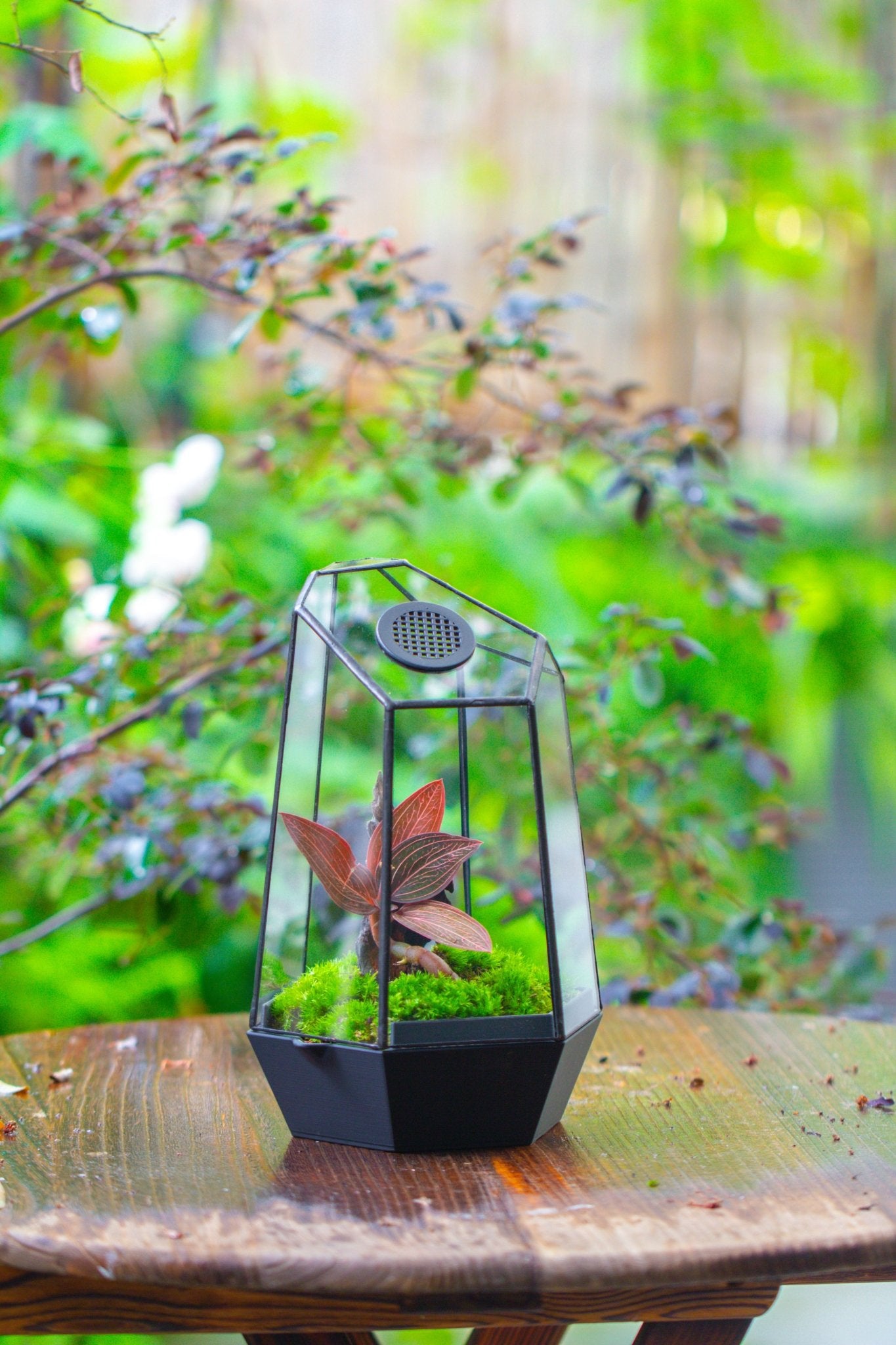 Self - Contained Close Geometric GlassTerrarium with top vent with Waterproof Base, for Moss, Sundew and Venus Flytrap - NCYPgarden