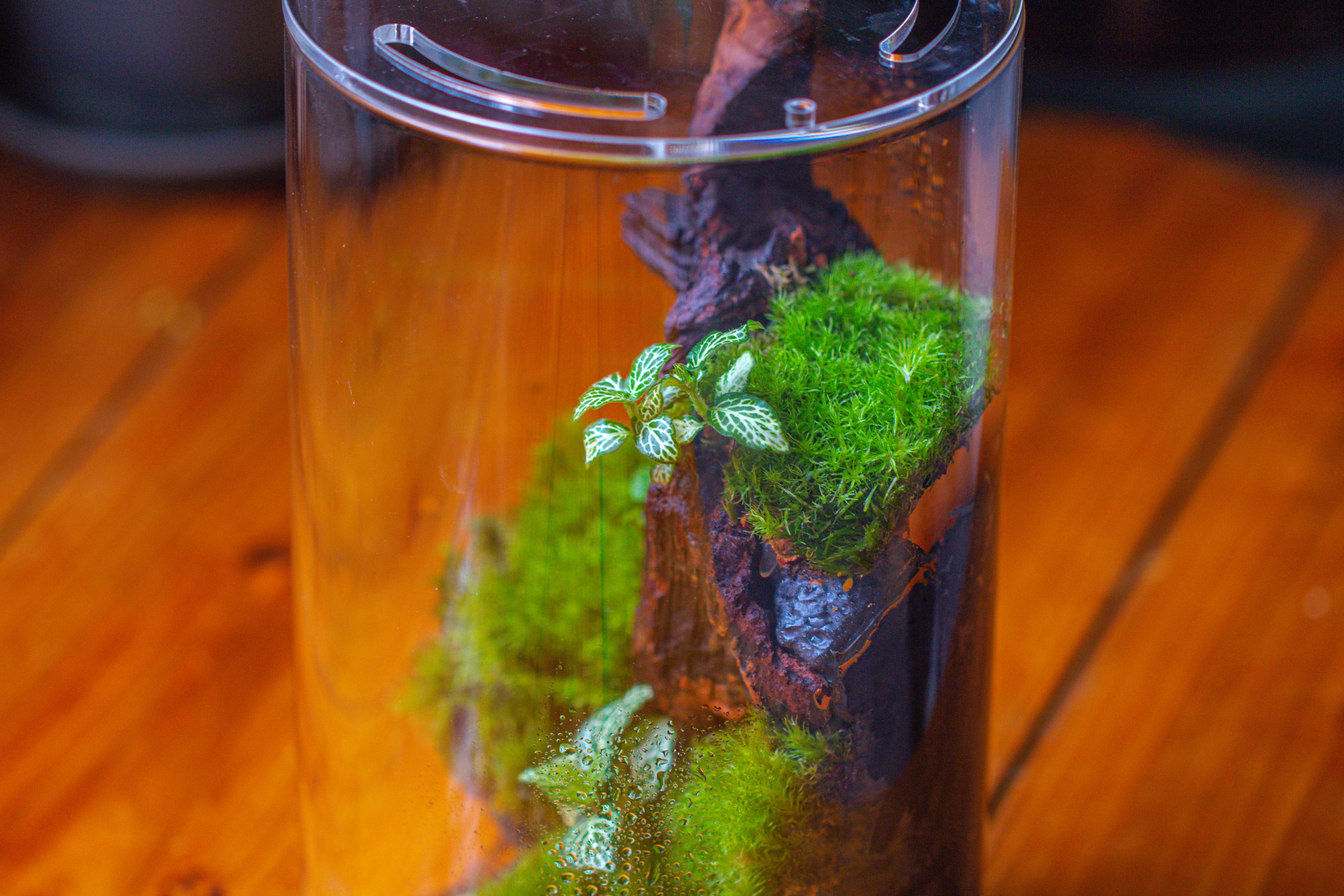 Medium Cylinder Terrarium with LED Grow Lamp, Acrylic Lid Set for Bog, Carnivorous plants -15x25cm - NCYPgarden