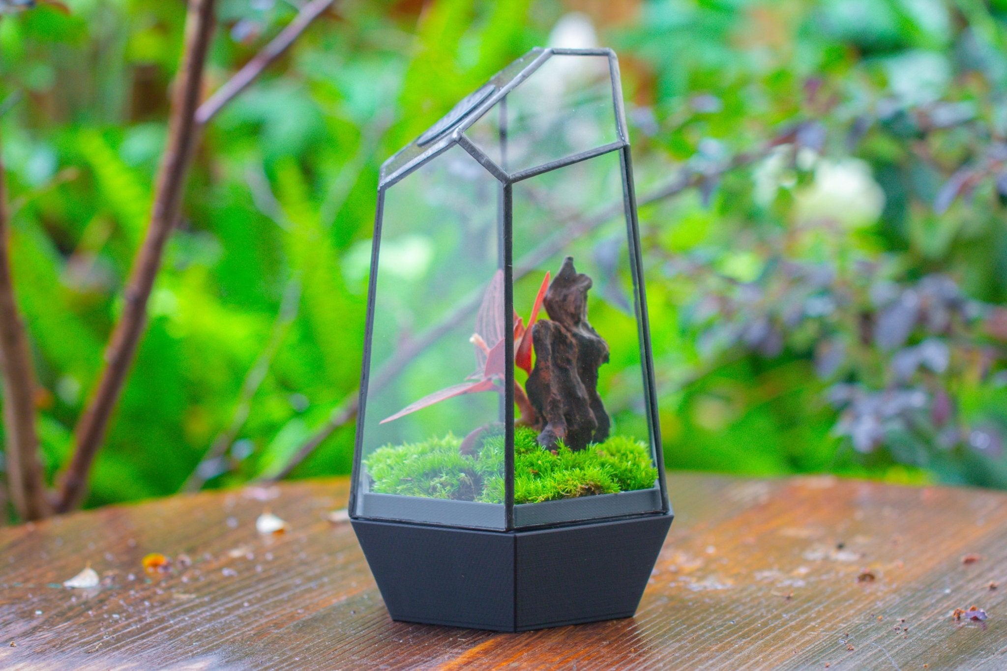 Self - Contained Close Geometric GlassTerrarium with top vent with Waterproof Base, for Moss, Sundew and Venus Flytrap - NCYPgarden