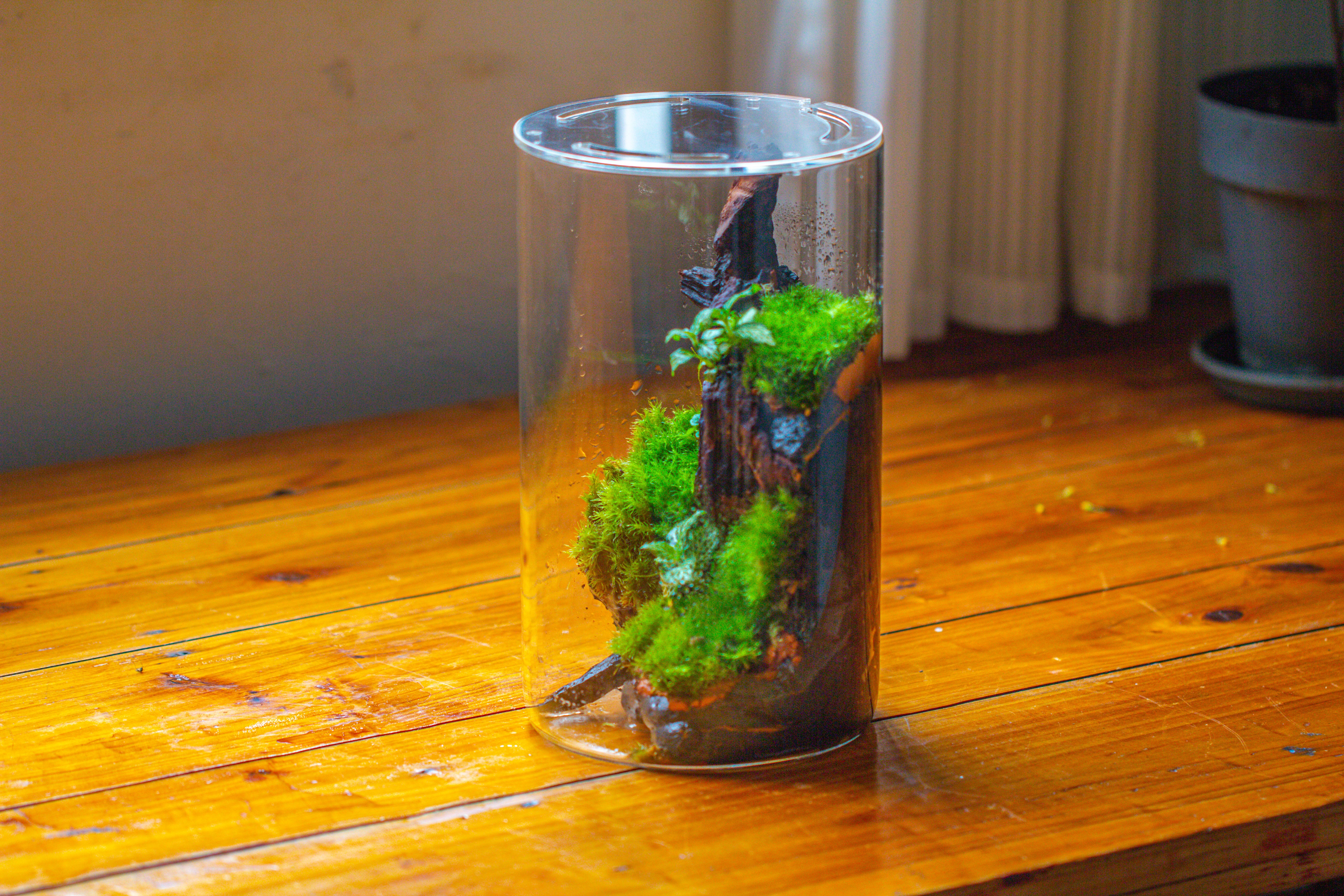 Medium Cylinder Terrarium with LED Grow Lamp, Acrylic Lid Set for Bog, Carnivorous plants -15x25cm - NCYPgarden