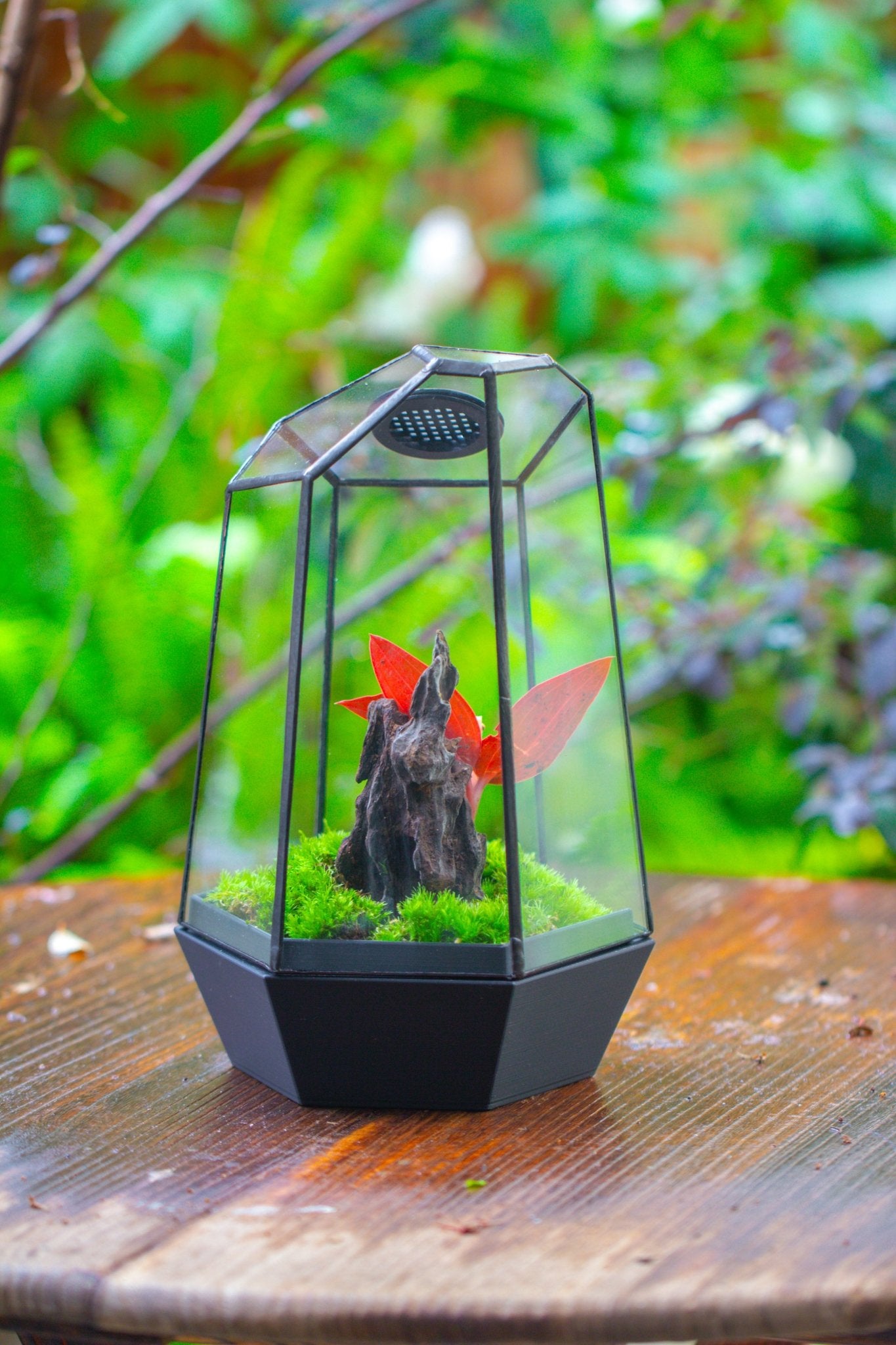 Self - Contained Close Geometric GlassTerrarium with top vent with Waterproof Base, for Moss, Sundew and Venus Flytrap - NCYPgarden