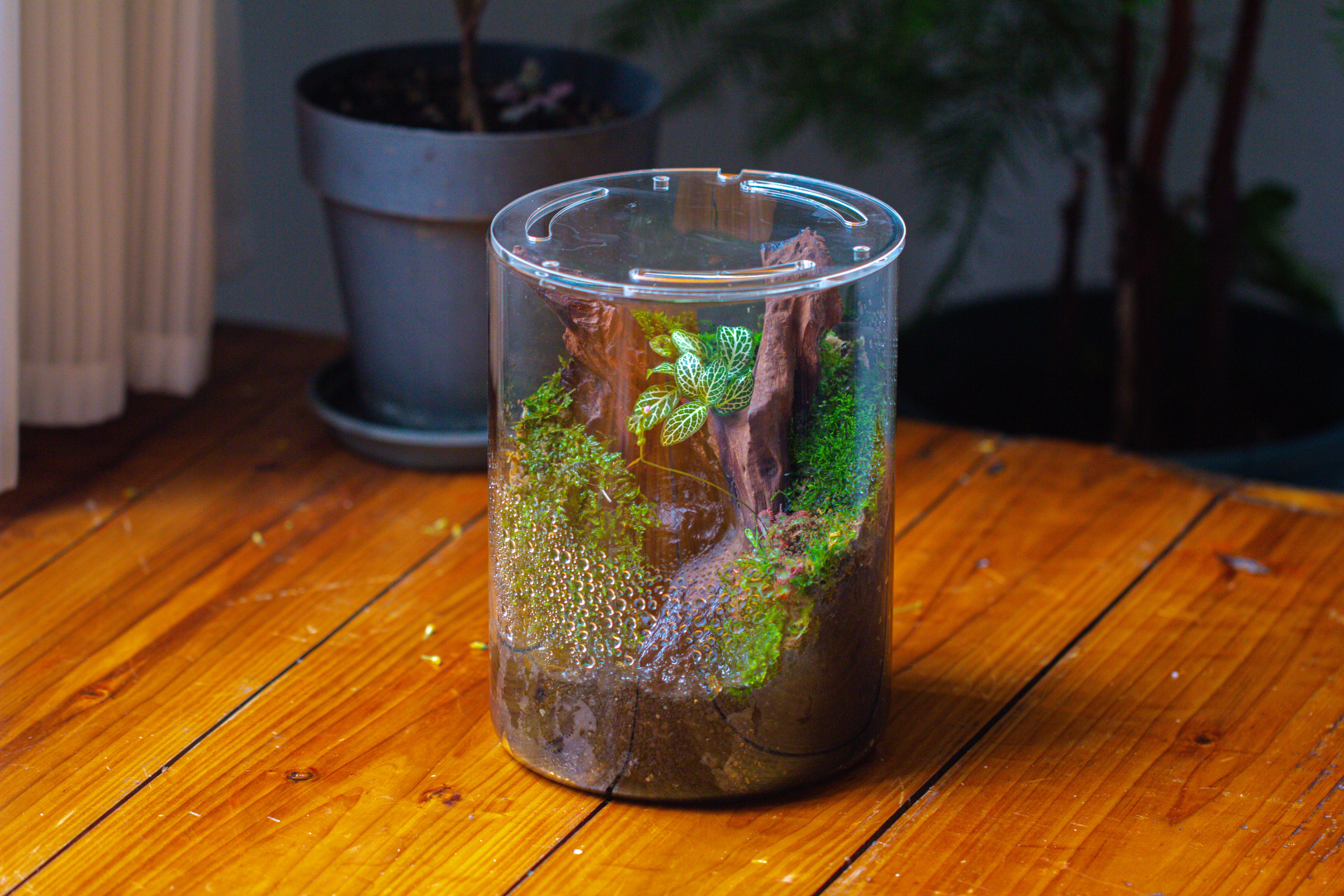 Small Cylinder Terrarium with LED Grow Lamp, Acrylic Lid Set for Bog, Carnivorous plants-15x20cm - NCYPgarden