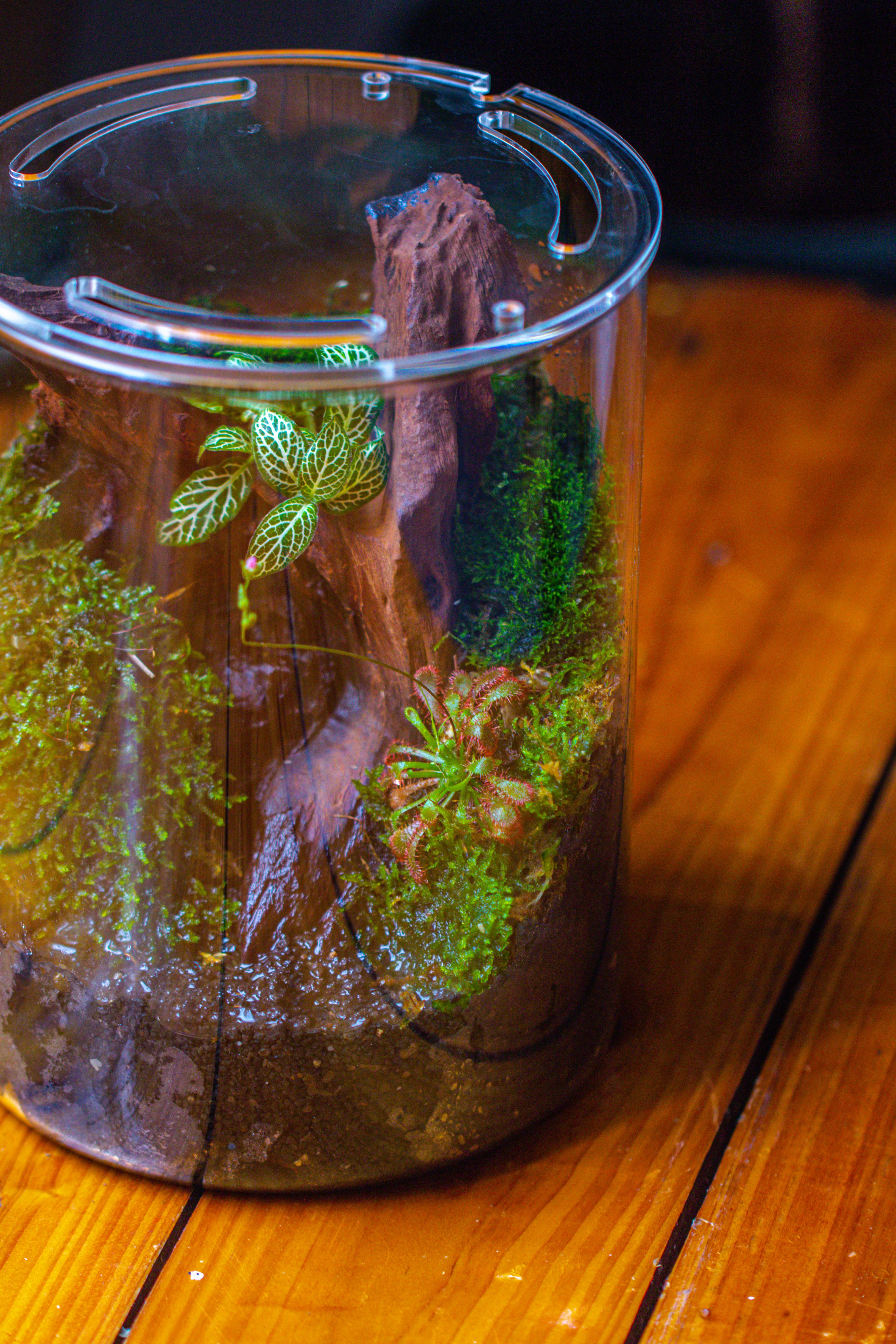 Small Cylinder Terrarium with LED Grow Lamp, Acrylic Lid Set for Bog, Carnivorous plants-15x20cm - NCYPgarden