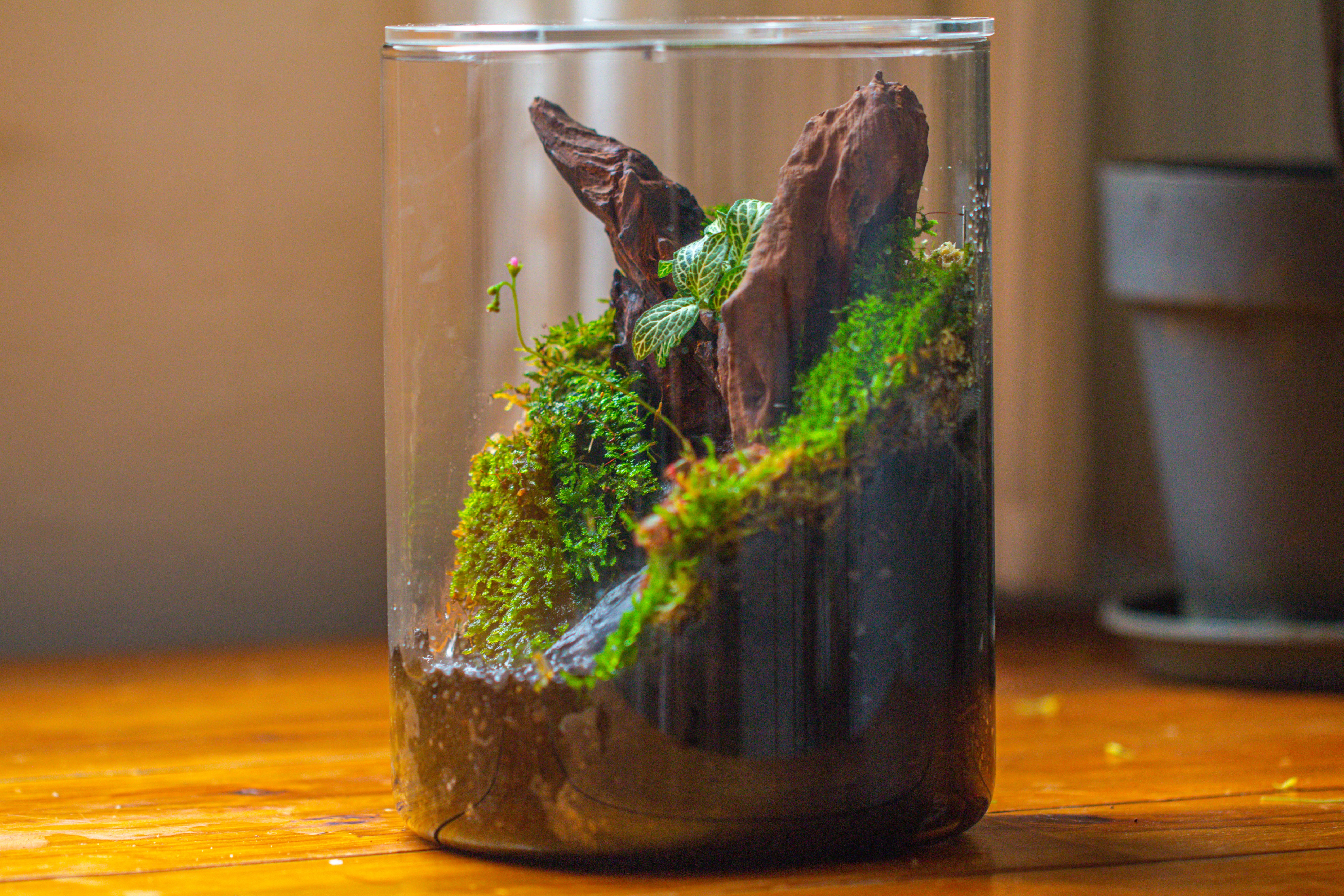 Small Cylinder Terrarium with LED Grow Lamp, Acrylic Lid Set for Bog, Carnivorous plants-15x20cm - NCYPgarden