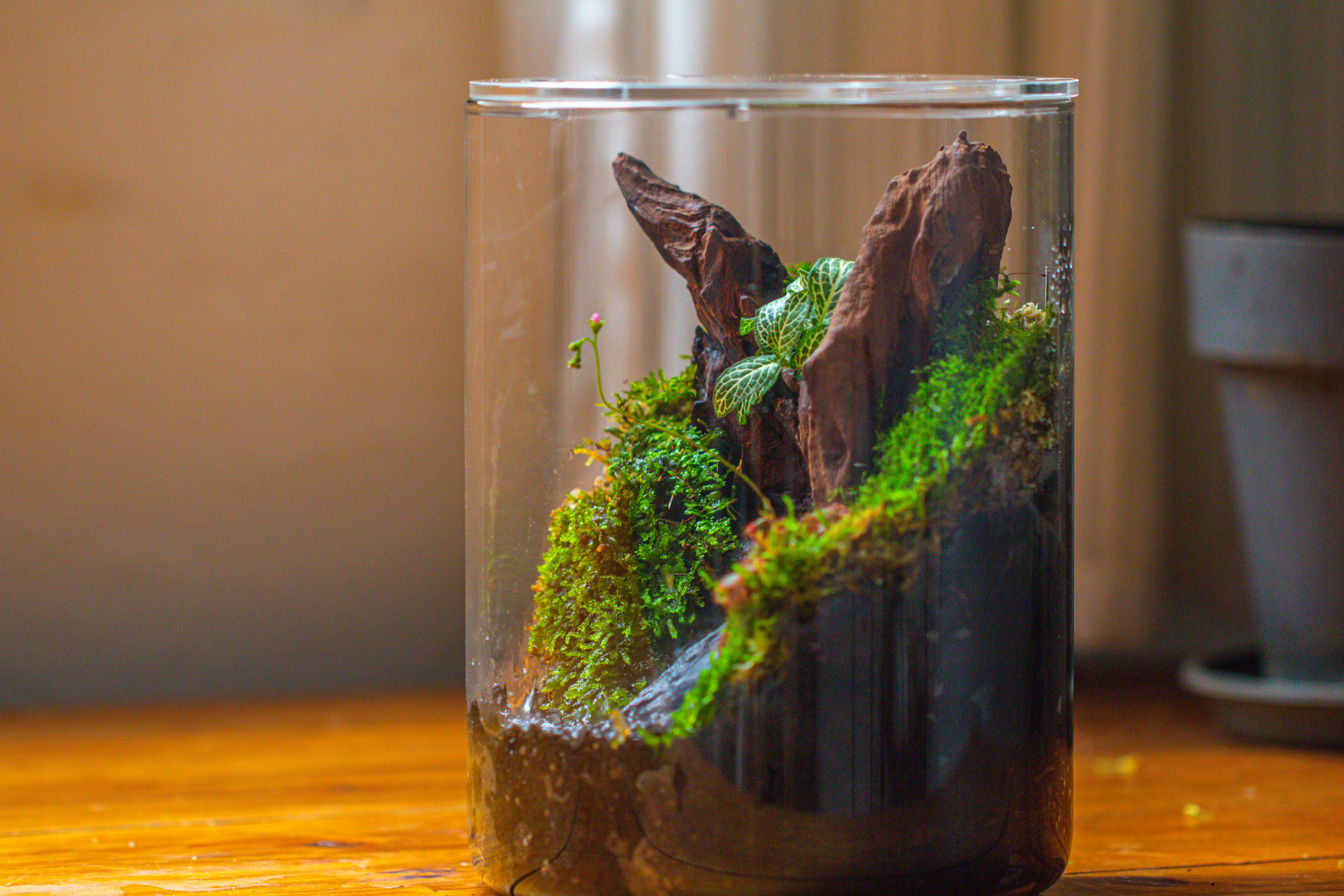 Small Cylinder Terrarium with LED Grow Lamp, Acrylic Lid Set for Bog, Carnivorous plants-15x20cm - NCYPgarden