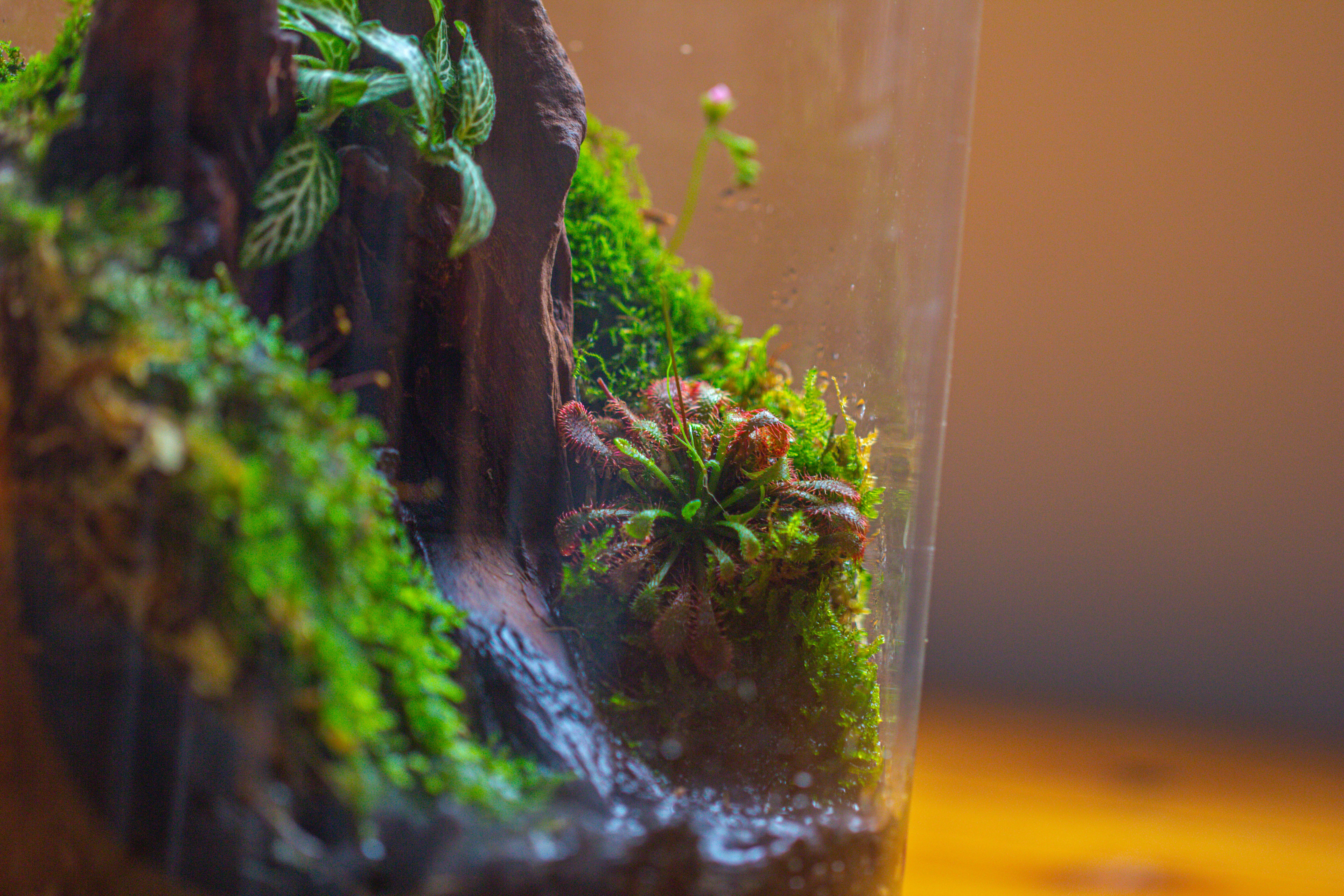 Small Cylinder Terrarium with LED Grow Lamp, Acrylic Lid Set for Bog, Carnivorous plants-15x20cm - NCYPgarden