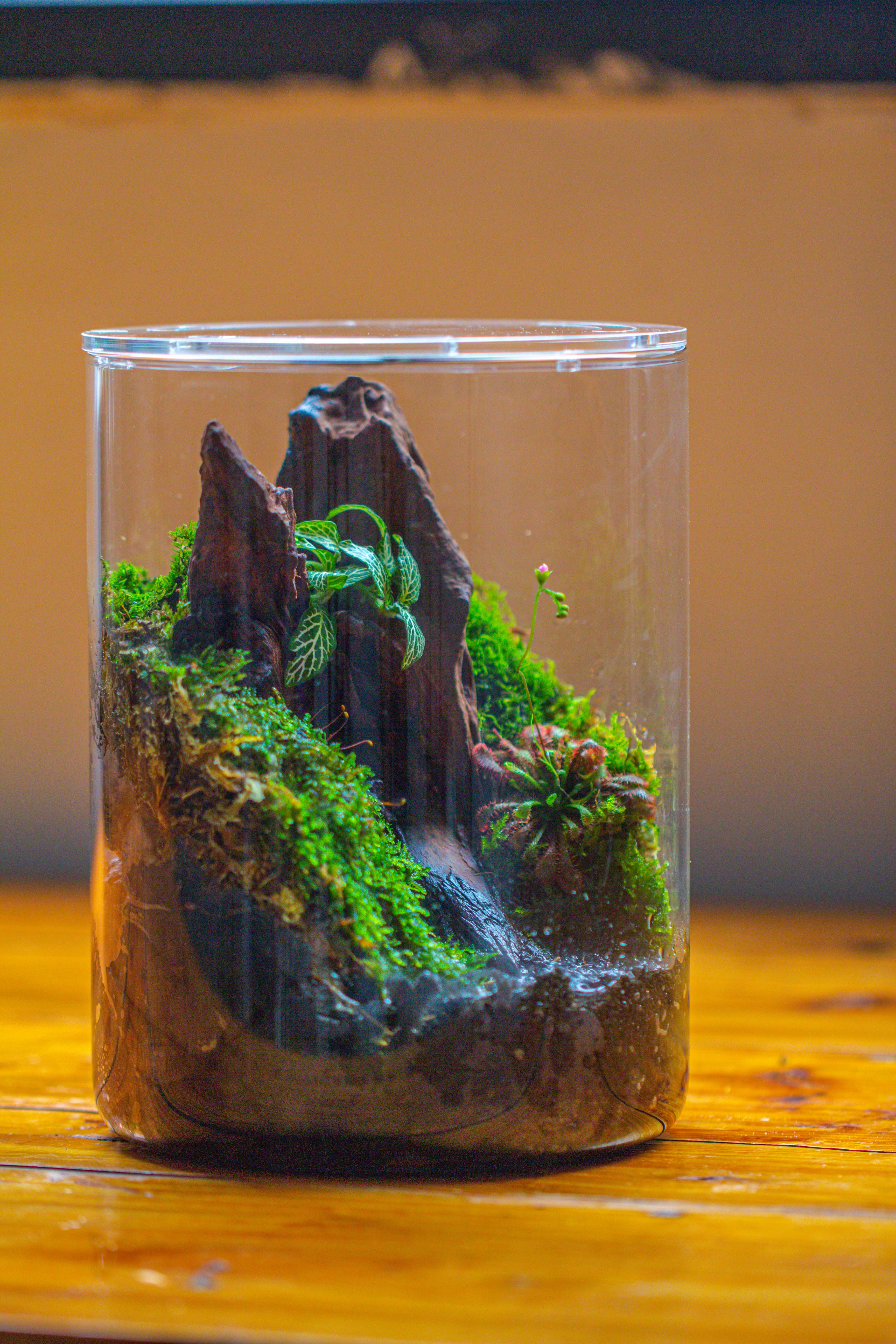 Small Cylinder Terrarium with LED Grow Lamp, Acrylic Lid Set for Bog, Carnivorous plants-15x20cm - NCYPgarden