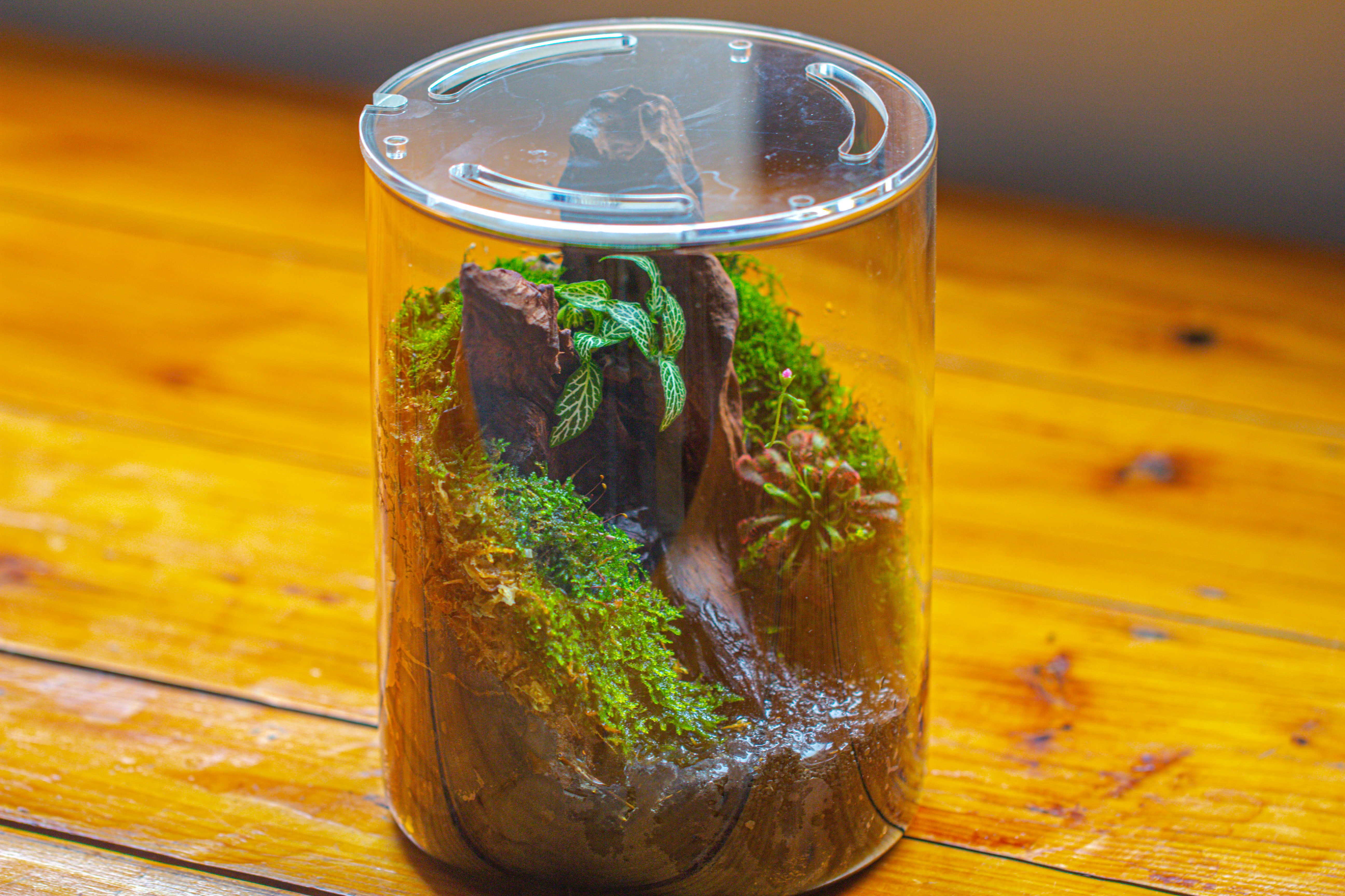 Small Cylinder Terrarium with LED Grow Lamp, Acrylic Lid Set for Bog, Carnivorous plants-15x20cm - NCYPgarden