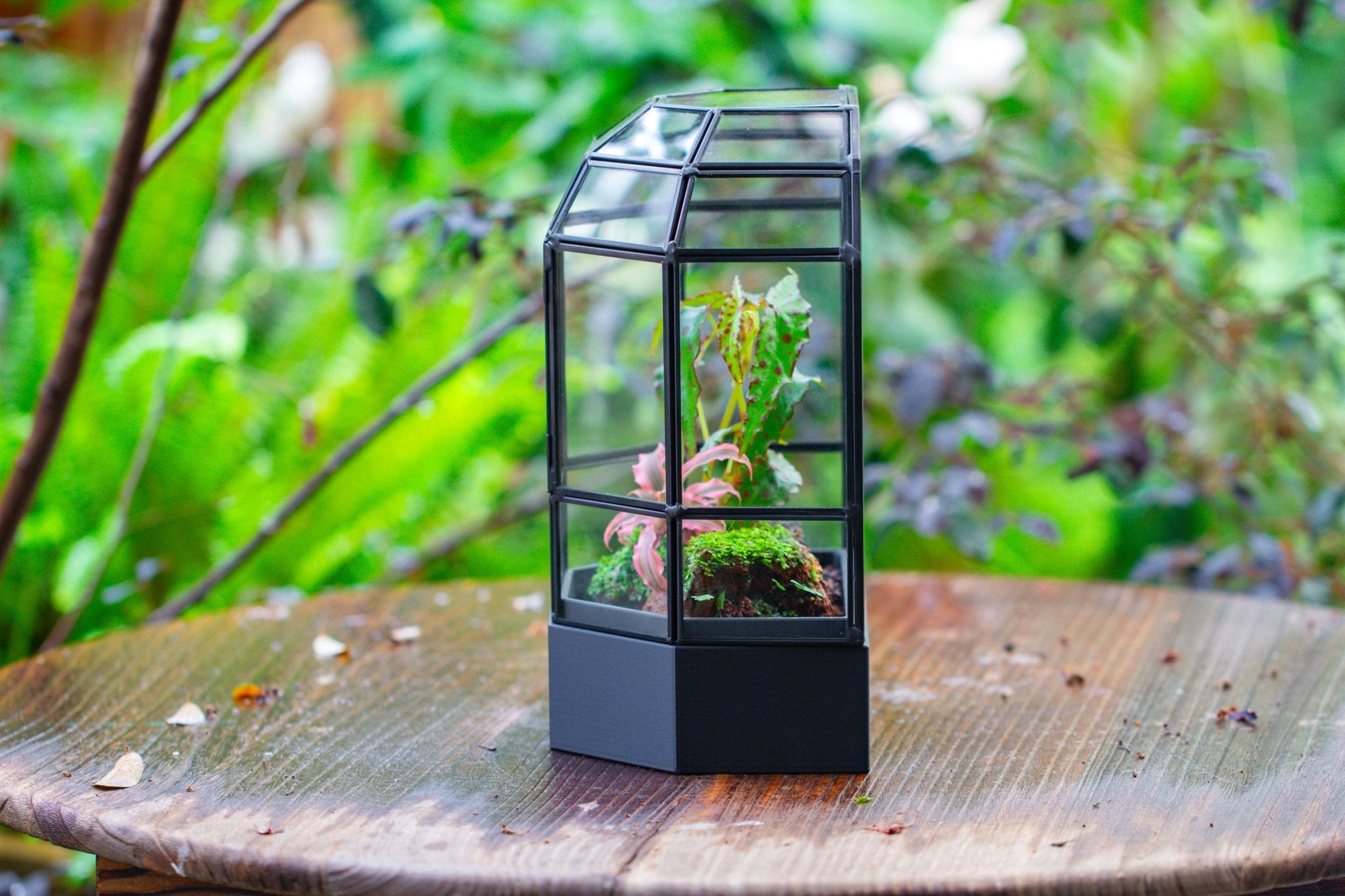 10" Tall Half Dome Glass Terrarium with Water - Holding Base and Door - NCYPgarden