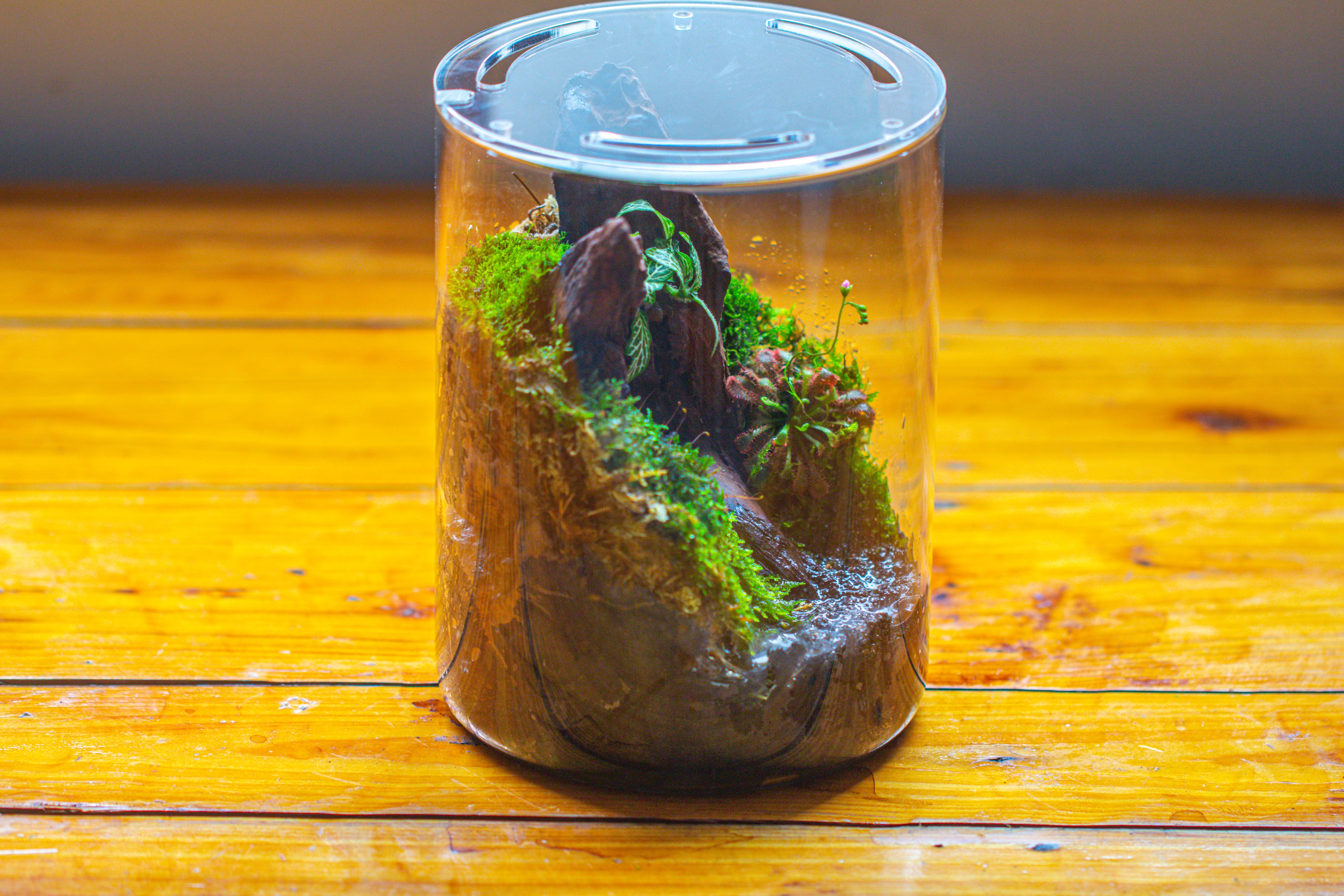 Small Cylinder Terrarium with LED Grow Lamp, Acrylic Lid Set for Bog, Carnivorous plants-15x20cm - NCYPgarden