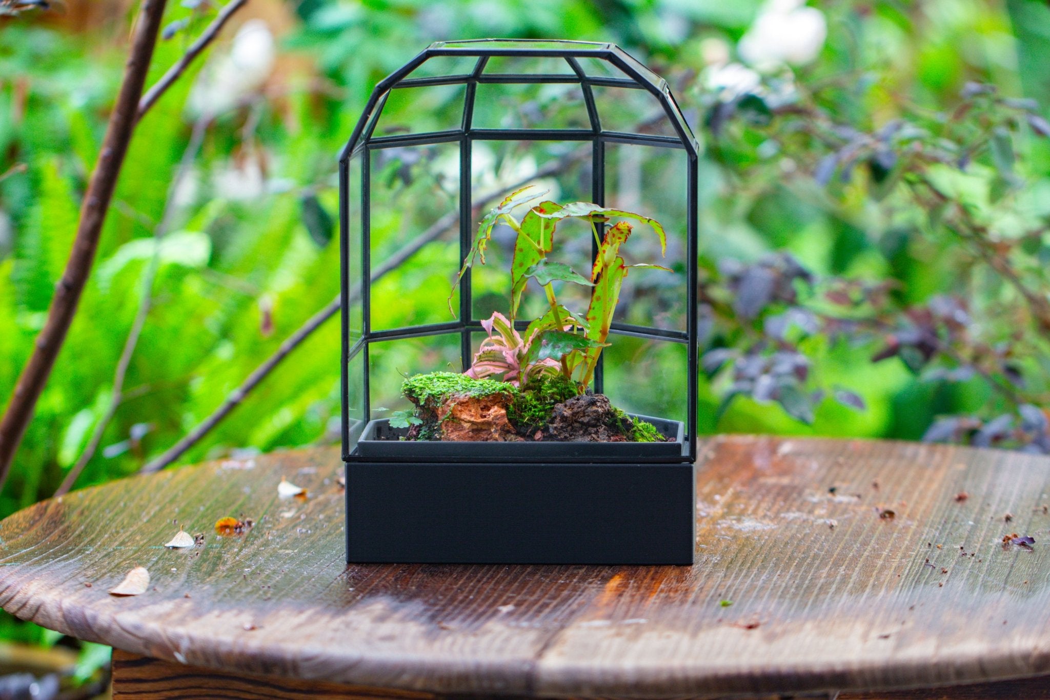 10" Tall Half Dome Glass Terrarium with Water - Holding Base and Door - NCYPgarden