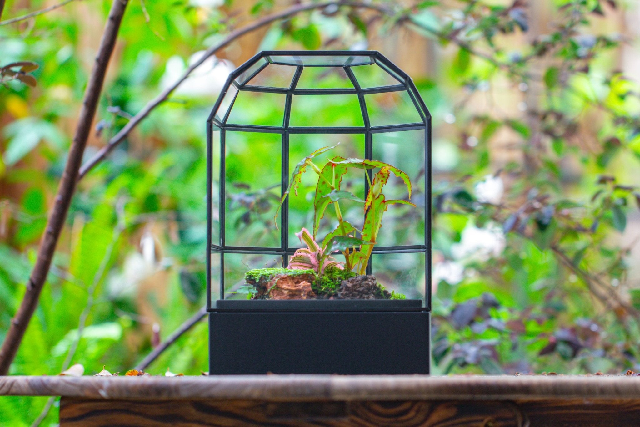 10" Tall Half Dome Glass Terrarium with Water - Holding Base and Door - NCYPgarden