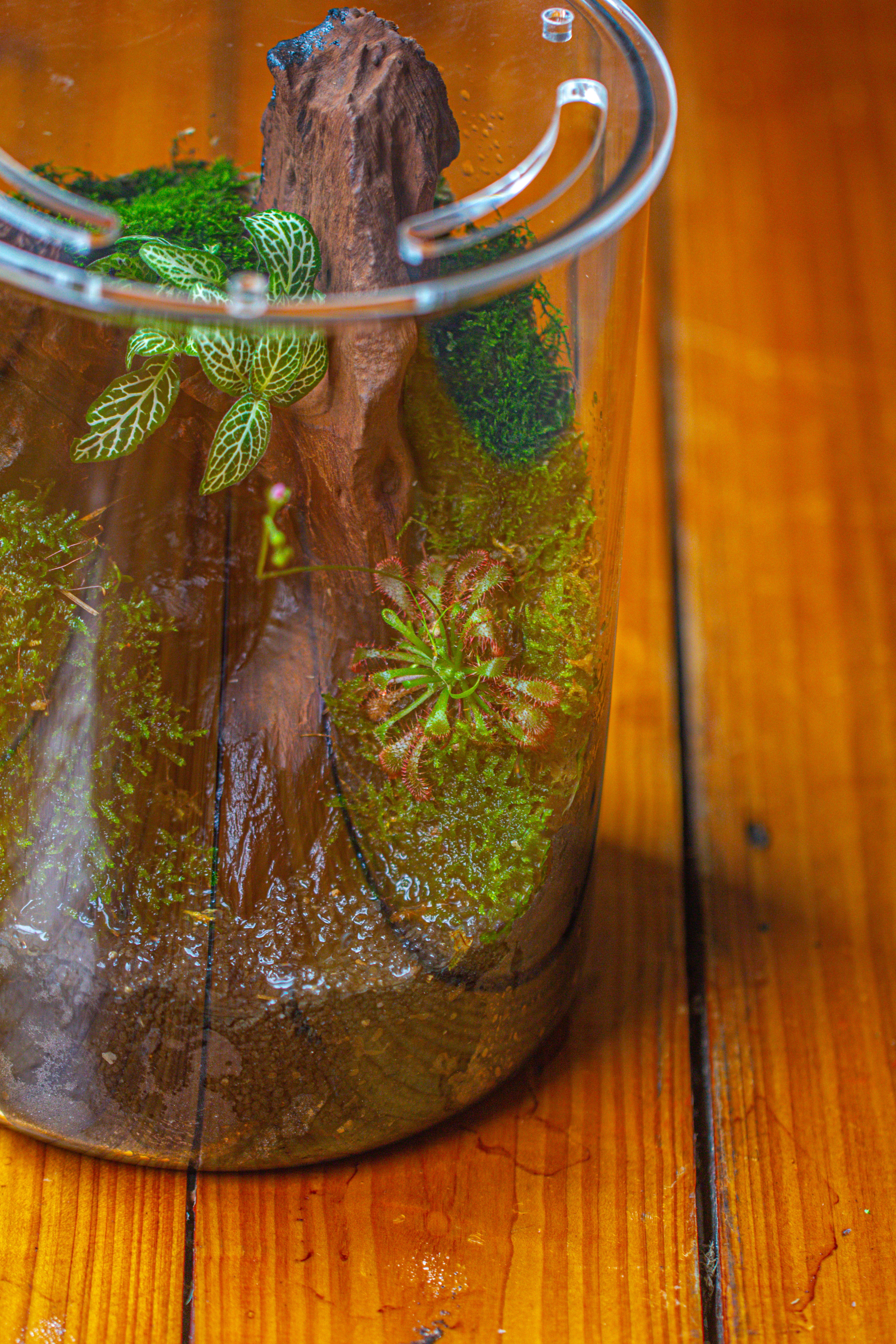 Small Cylinder Terrarium with LED Grow Lamp, Acrylic Lid Set for Bog, Carnivorous plants-15x20cm - NCYPgarden