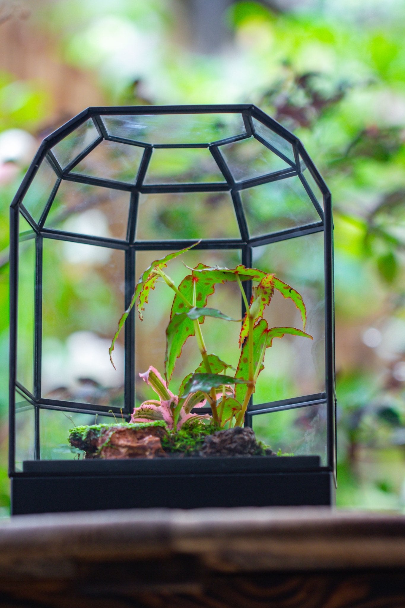 10" Tall Half Dome Glass Terrarium with Water - Holding Base and Door - NCYPgarden