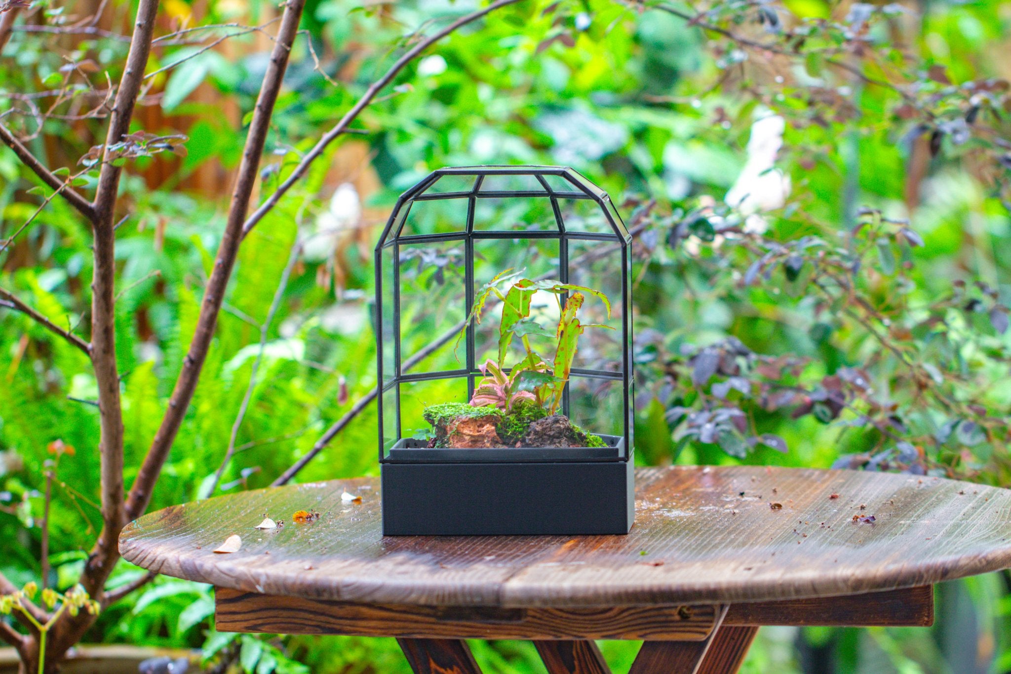10" Tall Half Dome Glass Terrarium with Water - Holding Base and Door - NCYPgarden