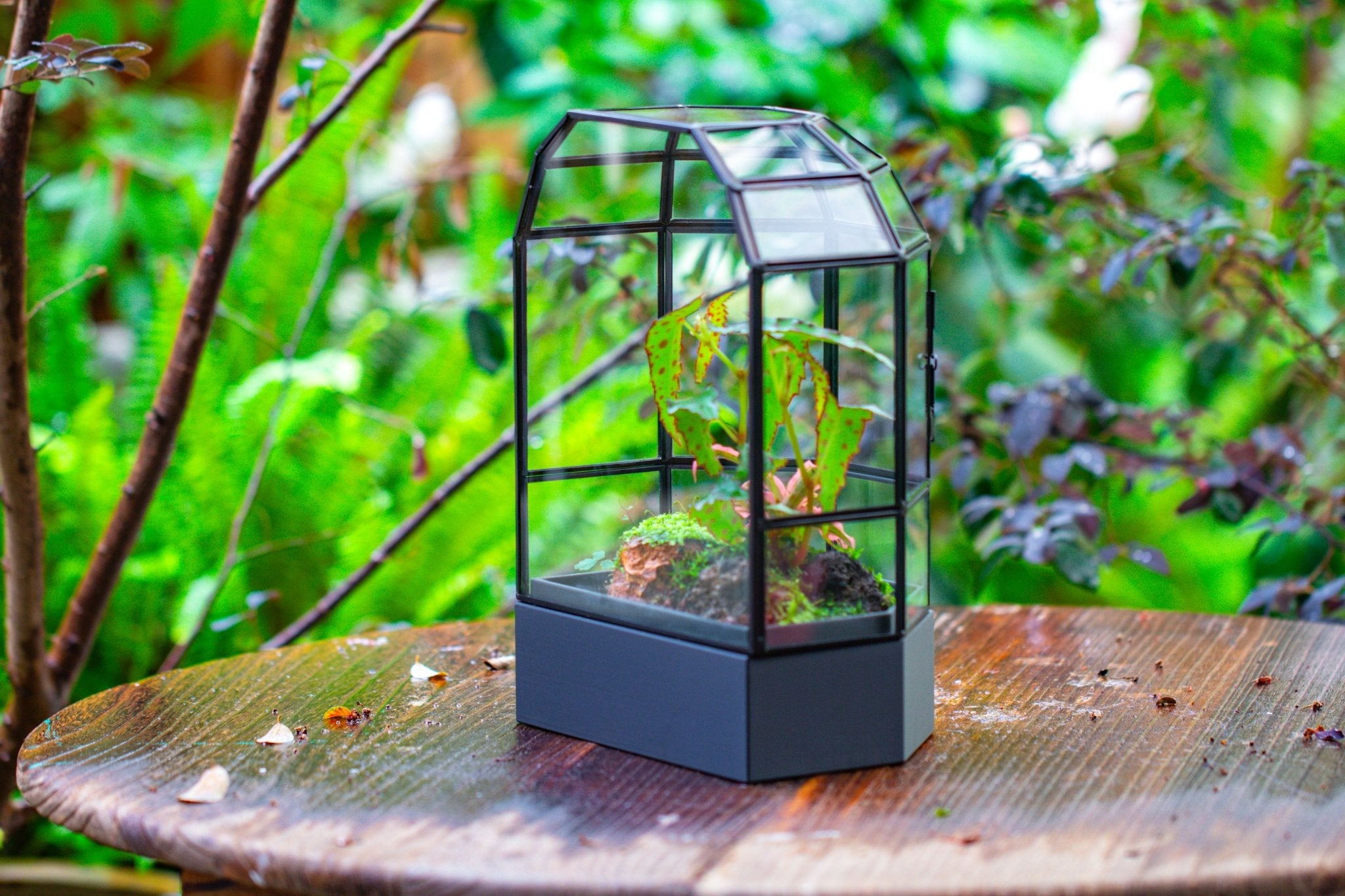 10" Tall Half Dome Glass Terrarium with Water - Holding Base and Door - NCYPgarden