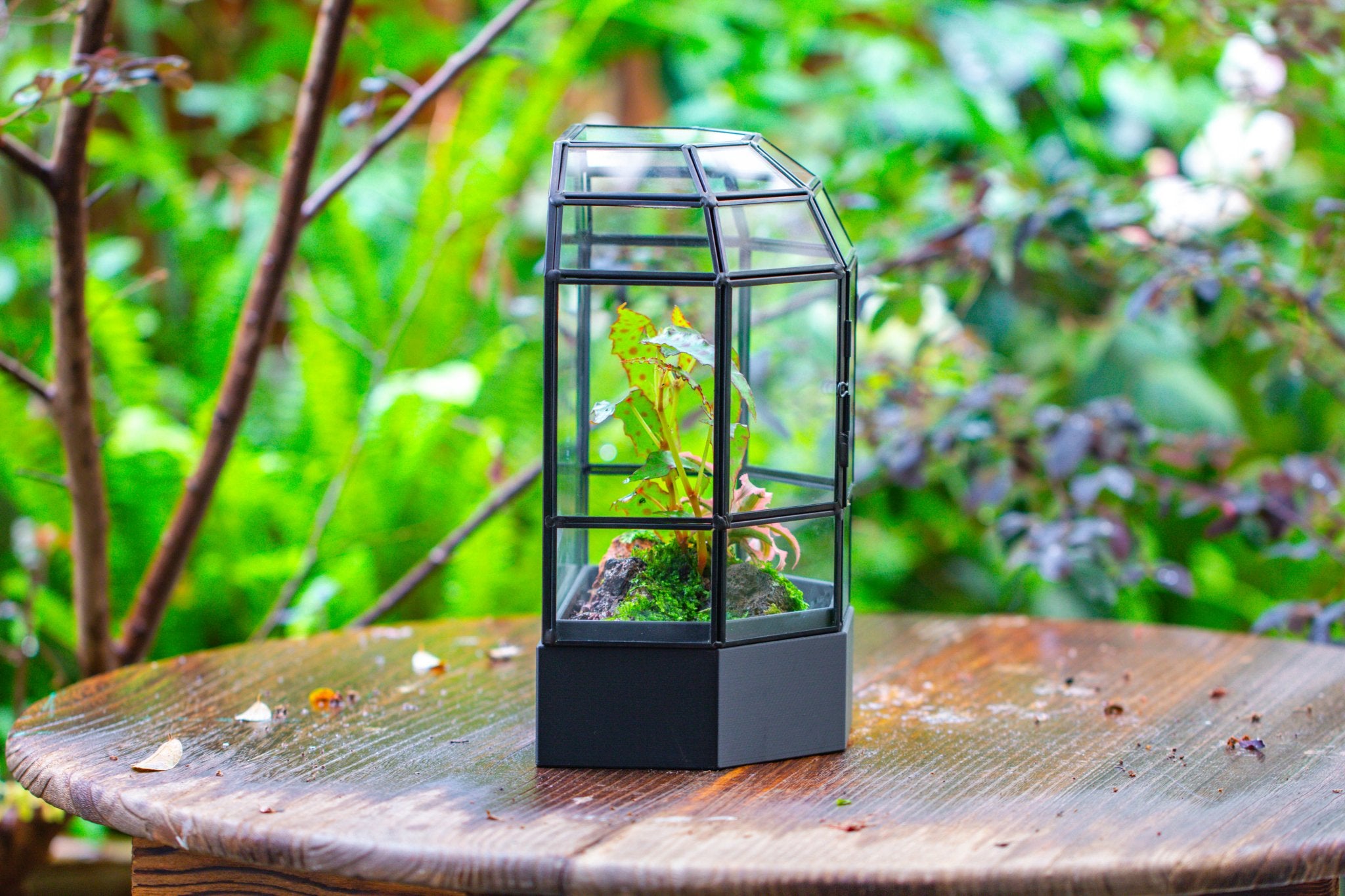 10" Tall Half Dome Glass Terrarium with Water - Holding Base and Door - NCYPgarden