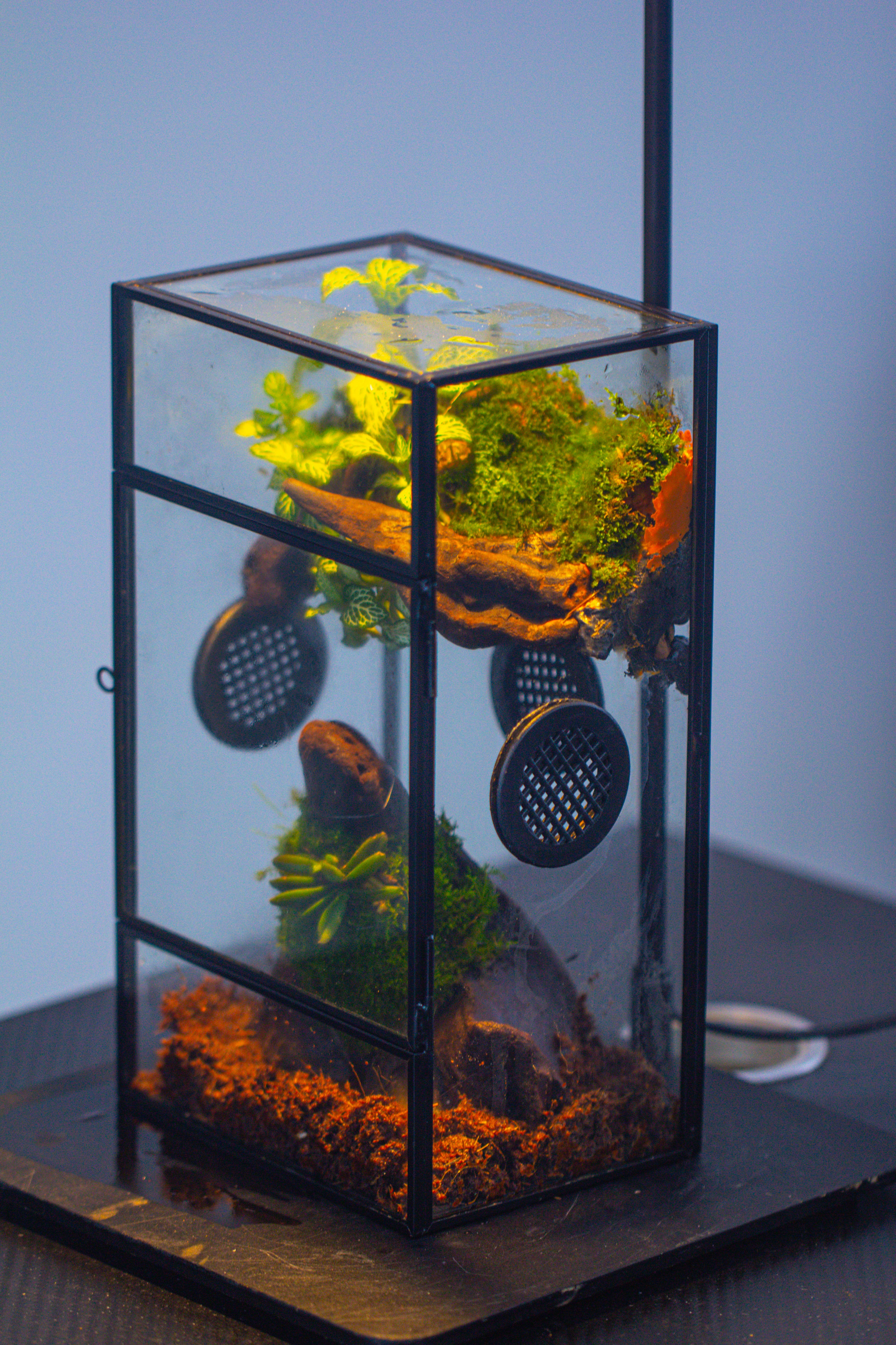 Glass Rectangle Terrarium Enclosure  for Small Insect, Jumping Spider, Snail - NCYPgarden