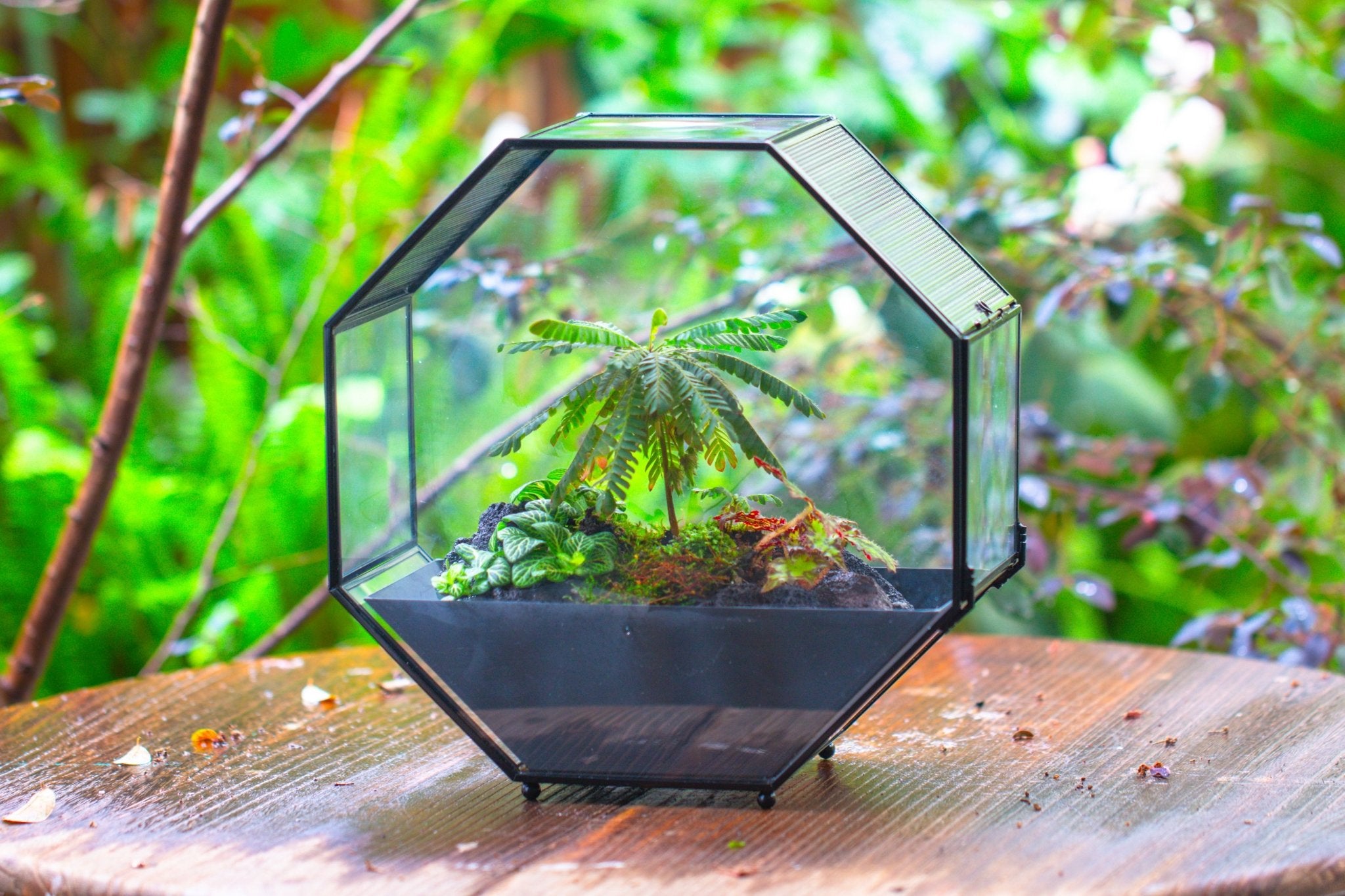 Handmade Octagon Glass Geometric Terrarium with Side Vent, Spider Terrarium, Jumping Spider/Snail Terrarium, Jumping Spider Enclosure - NCYPgarden