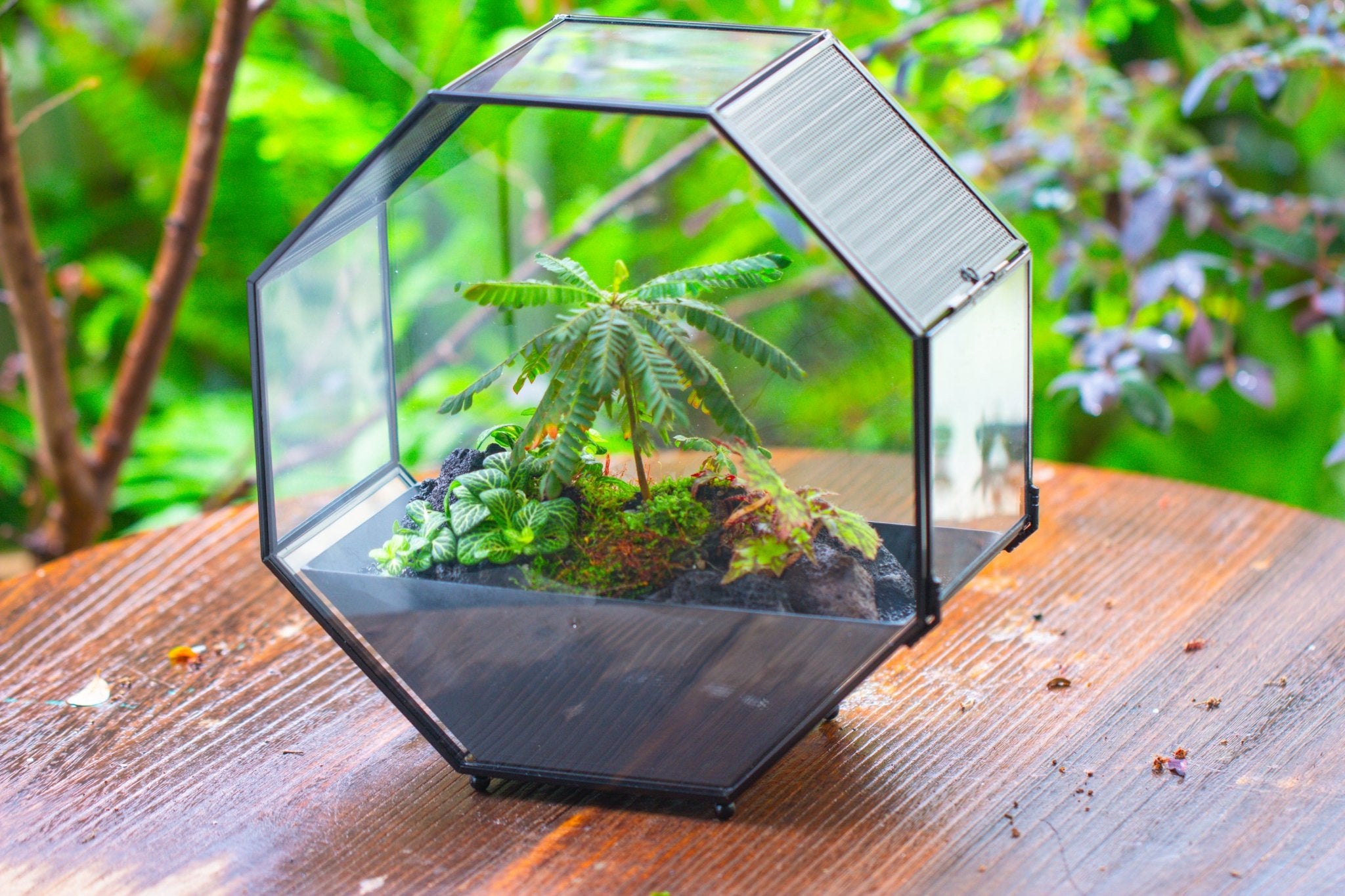 Handmade Octagon Glass Geometric Terrarium with Side Vent, Spider Terrarium, Jumping Spider/Snail Terrarium, Jumping Spider Enclosure - NCYPgarden