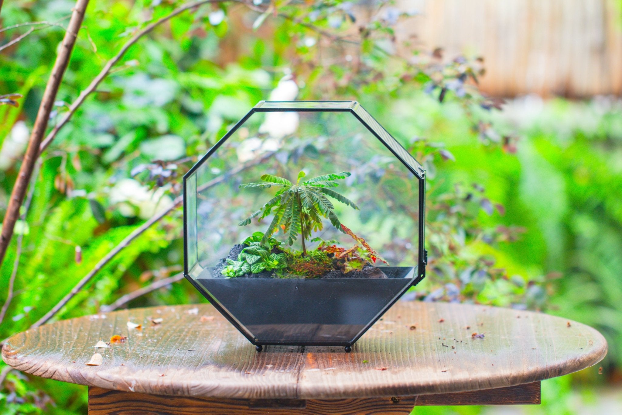 Handmade Octagon Glass Geometric Terrarium with Side Vent, Spider Terrarium, Jumping Spider/Snail Terrarium, Jumping Spider Enclosure - NCYPgarden