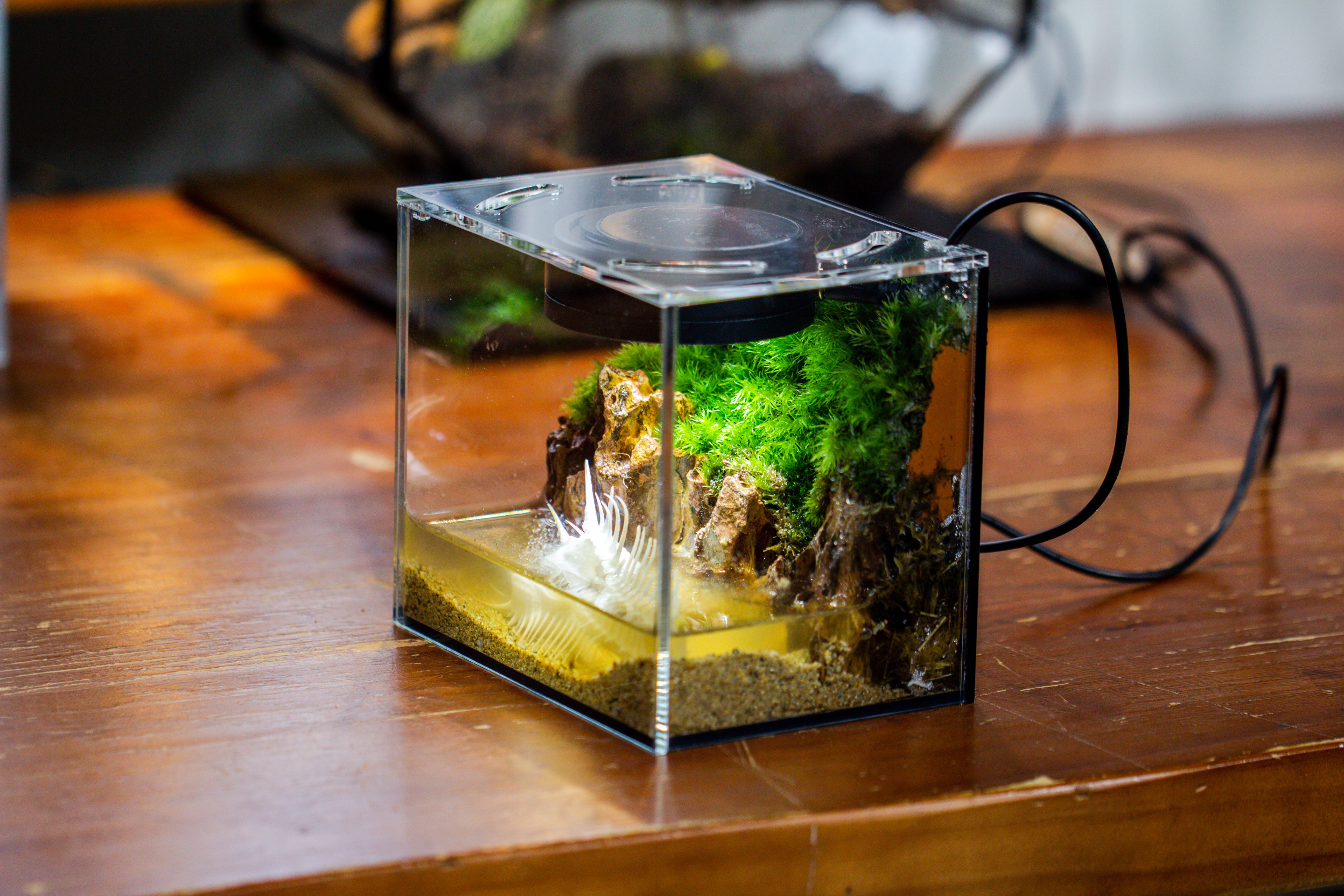 Watertight Glass Terrarium with LED Grow Light, Acrylic Lid for Moss Wall, vertical planting -15x11x13cm / 5.9x4.3x5.1'' - NCYPgarden