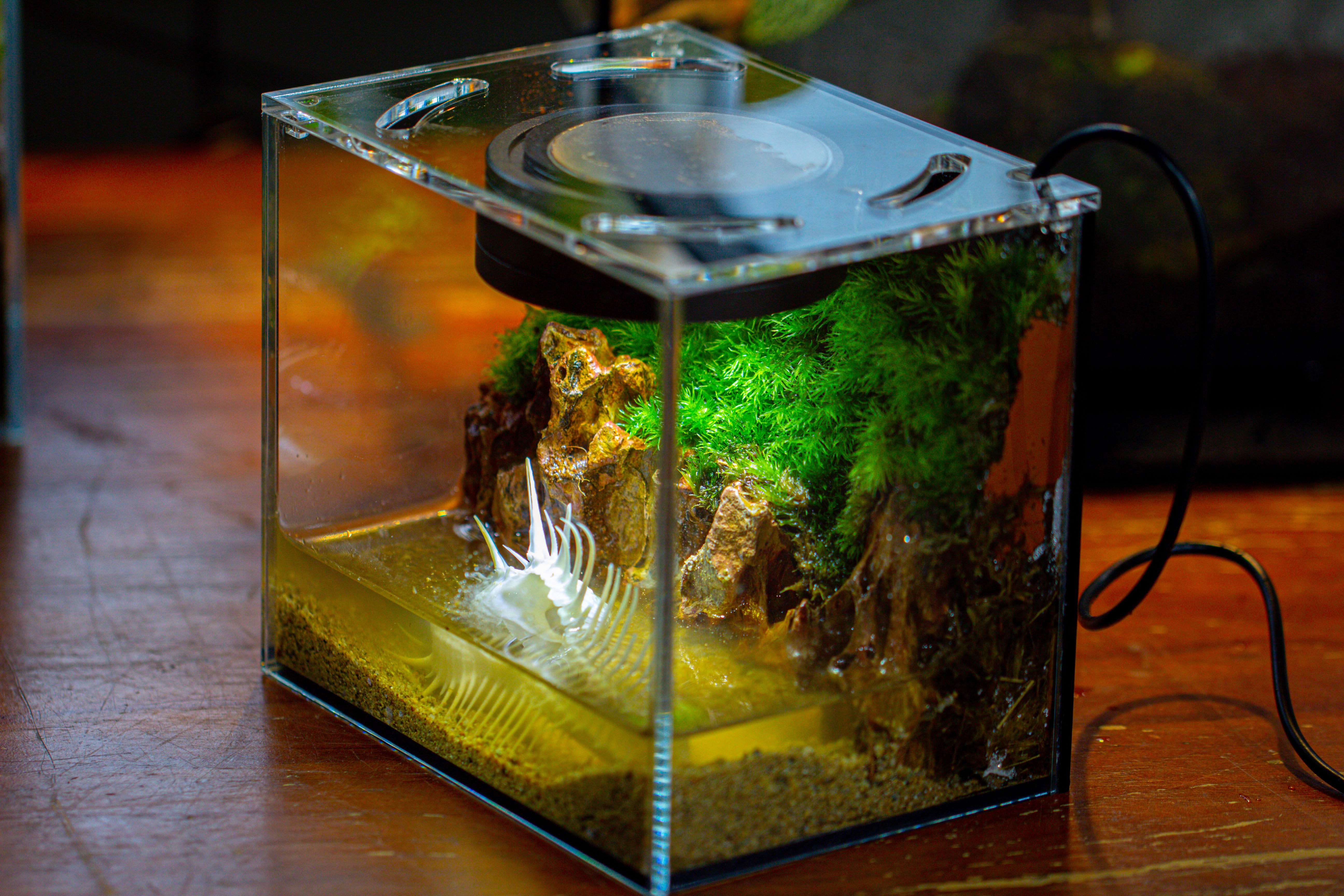 Watertight Glass Terrarium with LED Grow Light, Acrylic Lid for Moss Wall, vertical planting -15x11x13cm / 5.9x4.3x5.1'' - NCYPgarden