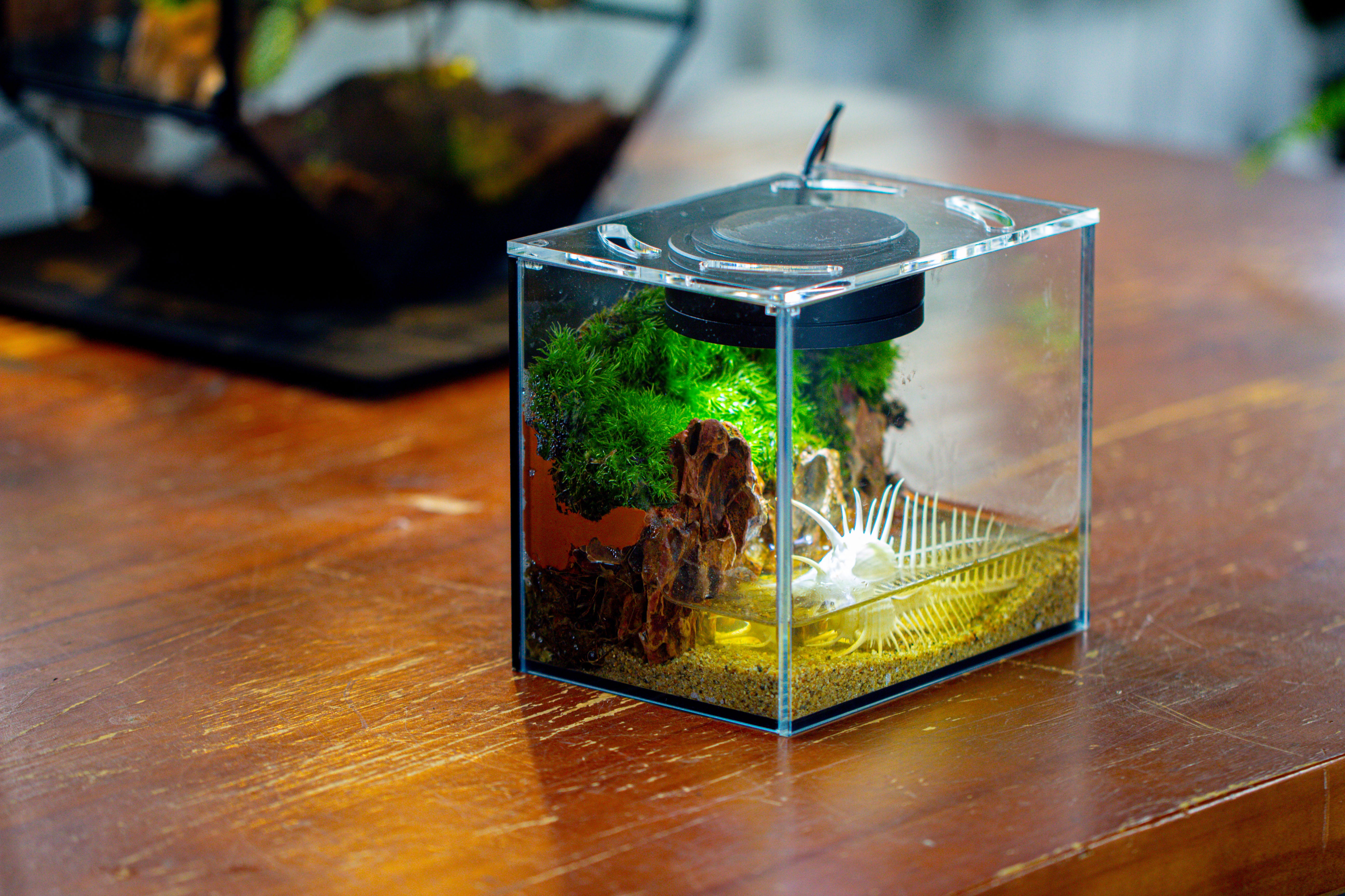 Watertight Glass Terrarium with LED Grow Light, Acrylic Lid for Moss Wall, vertical planting -15x11x13cm / 5.9x4.3x5.1'' - NCYPgarden