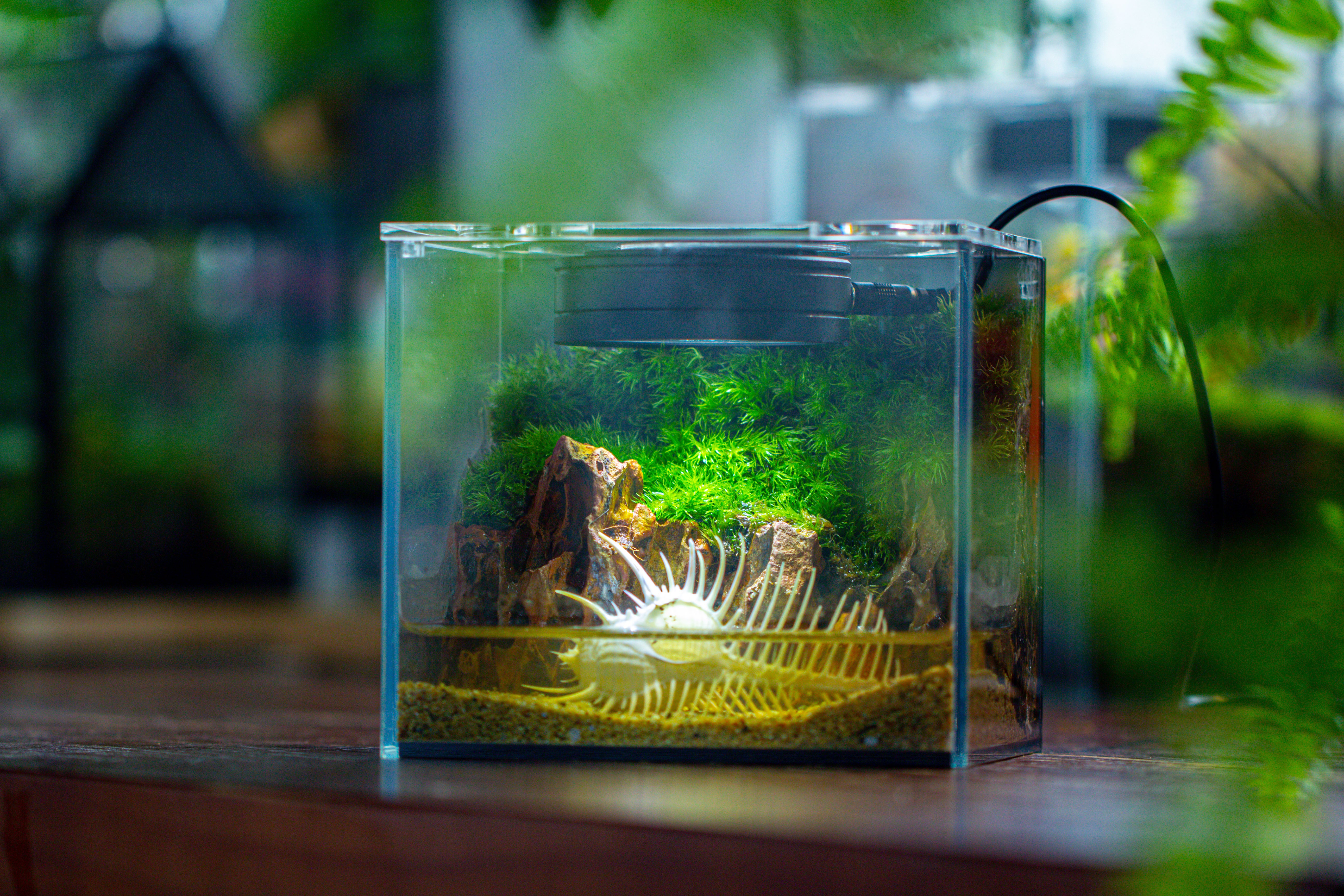 Watertight Glass Terrarium with LED Grow Light, Acrylic Lid for Moss Wall, vertical planting -15x11x13cm / 5.9x4.3x5.1'' - NCYPgarden