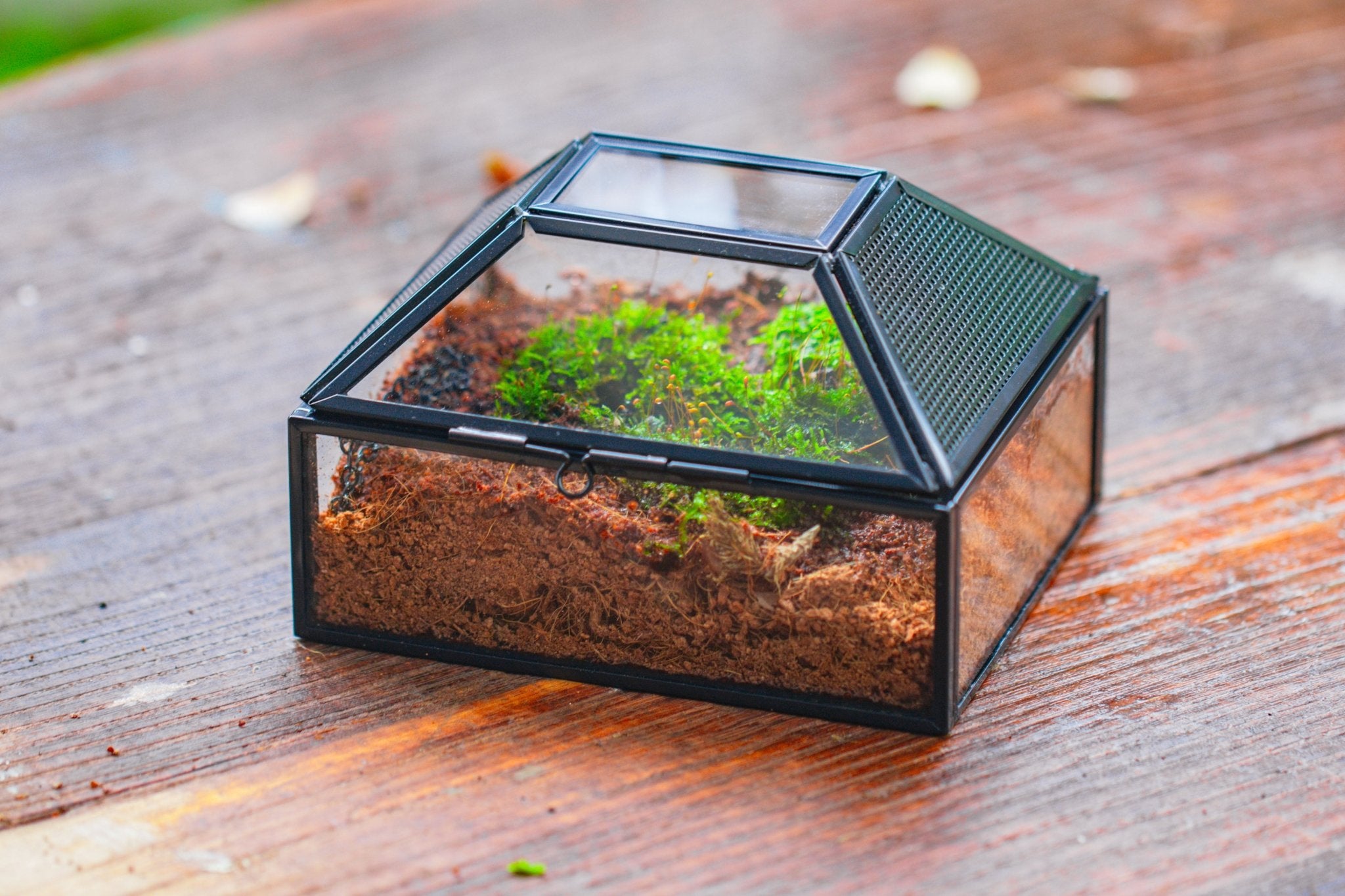 custommade order for LaLa, 3 enclosures - NCYPgarden