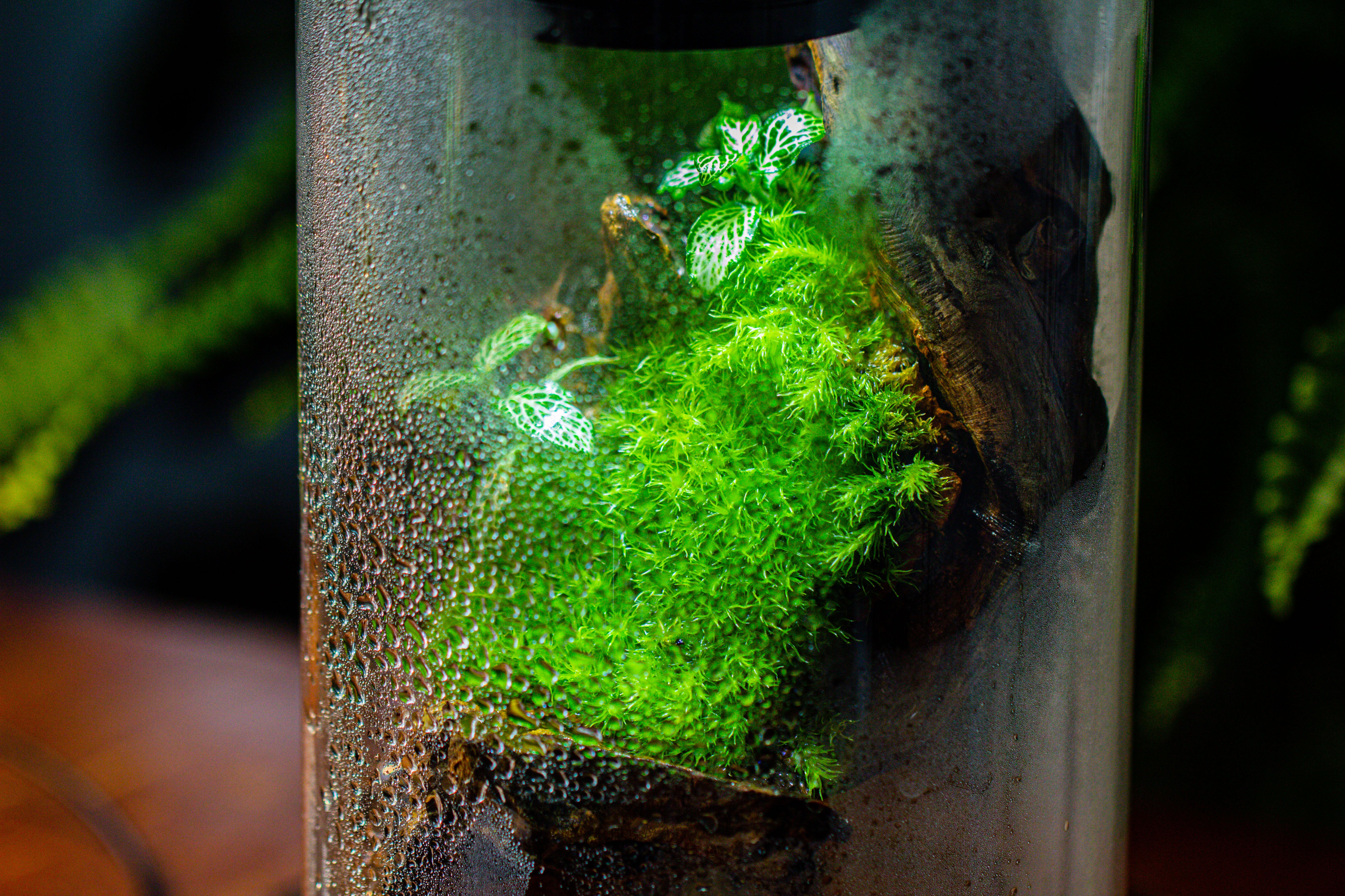 Large Cylinder Terrarium with LED Grow Lamp, Acrylic Lid Set for Bog, Carnivorous plants -15x30cm - NCYPgarden